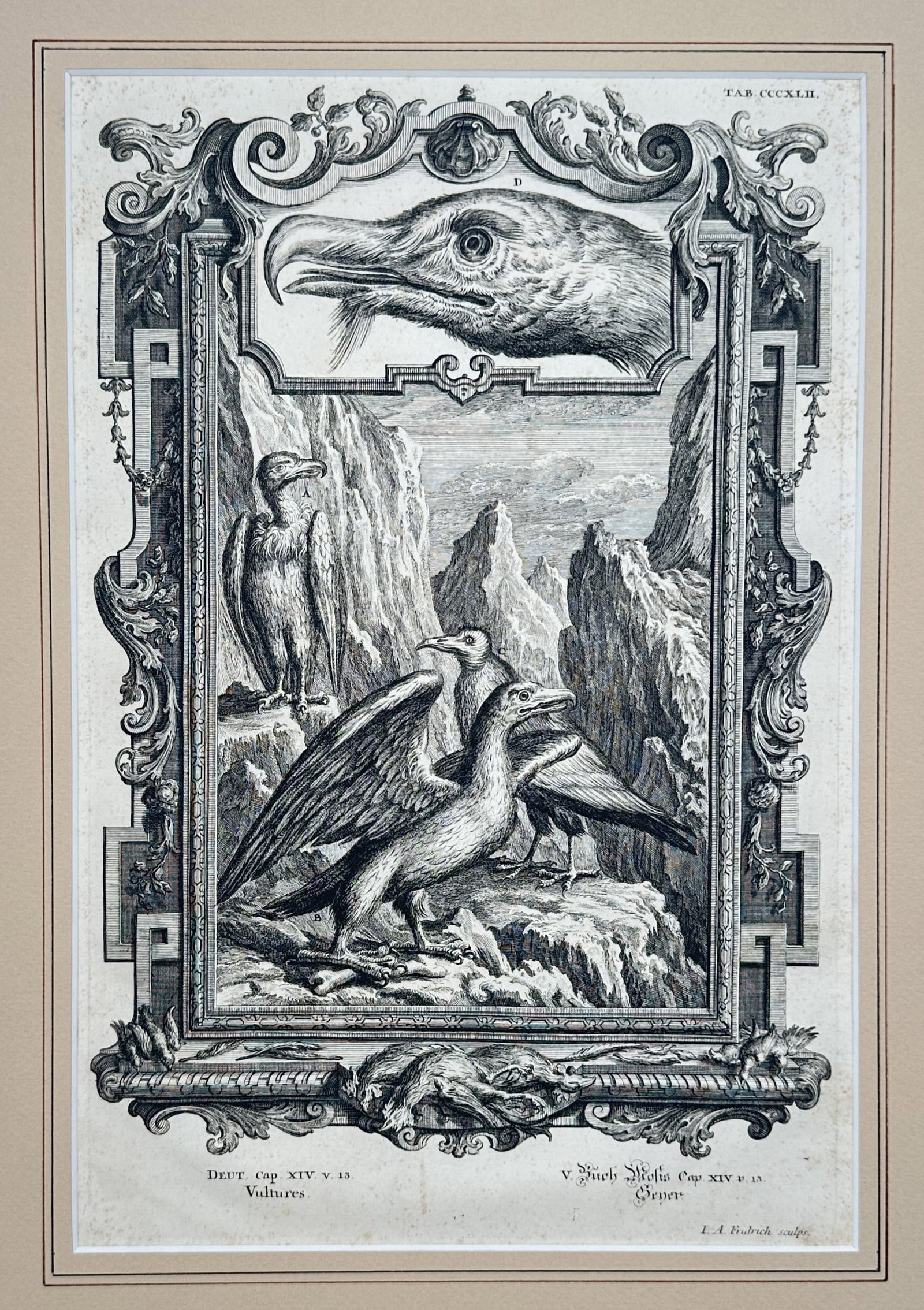 Lucas Anton Fridrich – Vultures Study – Engraving (18th Century): "Vultures" This natural history study illustrates several large birds of prey gathering within a rugged mountain landscape enclosed by an ornate decorative border. The composition documents the physic