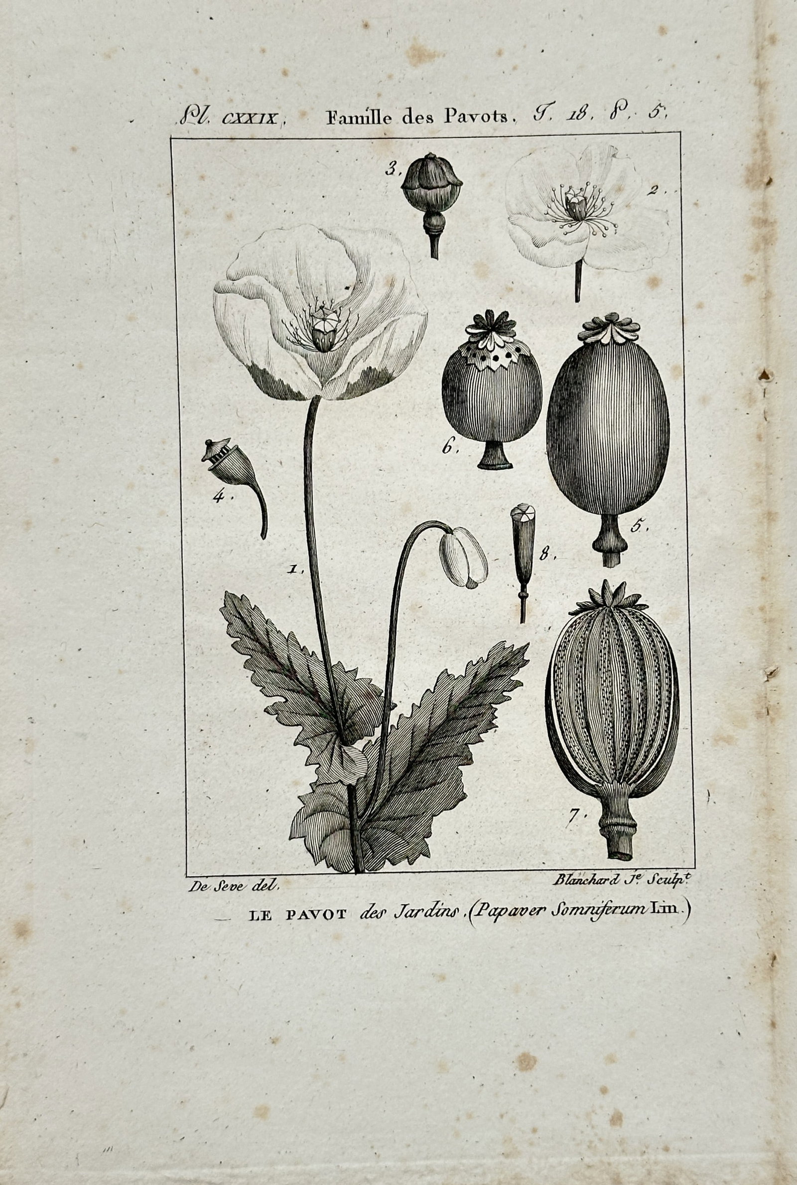 Georges-Louis Leclerc de Buffon – Garden Poppy Botanical Study – Engraving (18th Century): "The Garden Poppy" presents a detailed botanical study of the flowering plant alongside dissections of its floral structures and developing seed capsules. The scientific engraving illustrates the morp