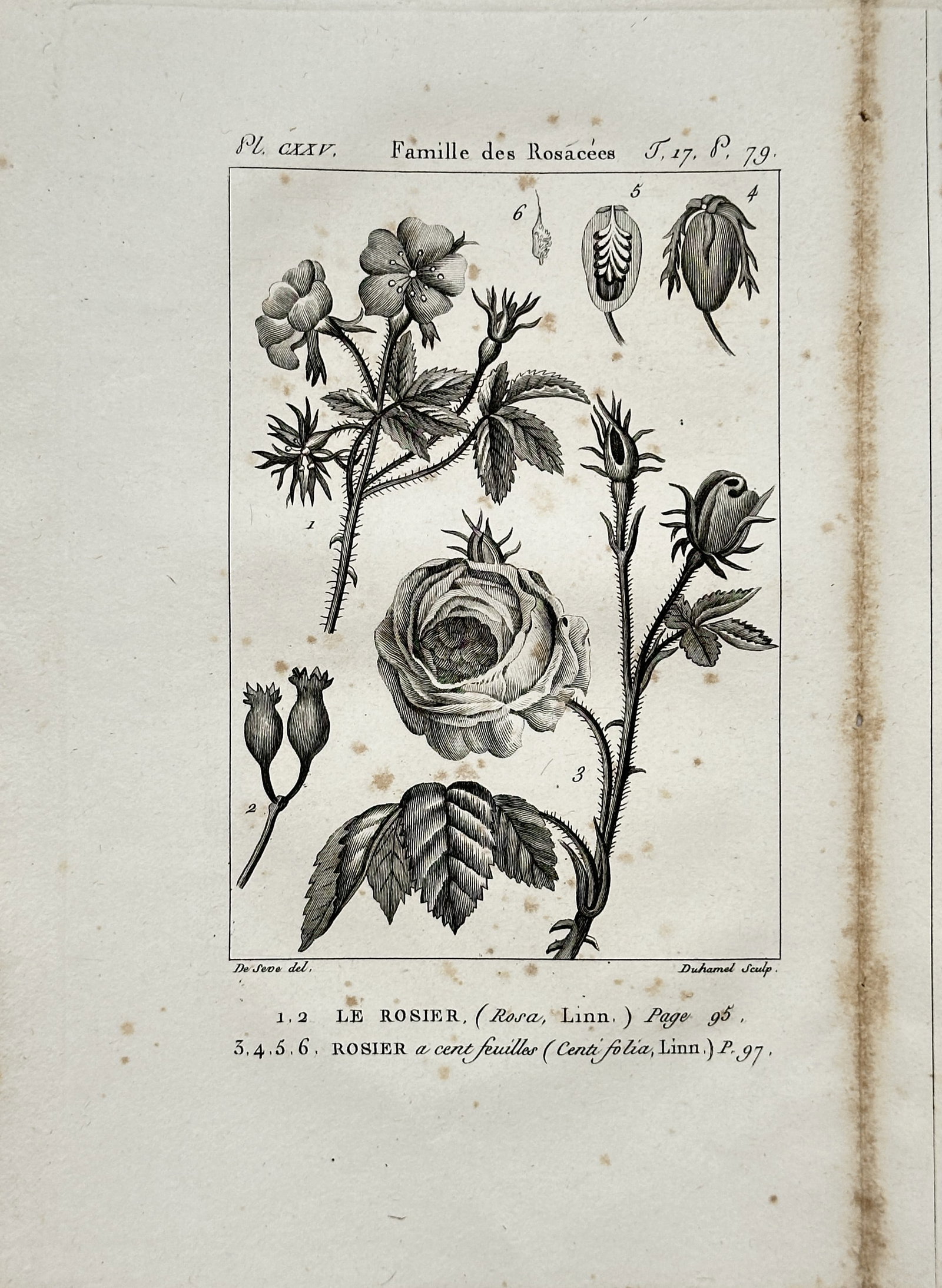 Georges-Louis Leclerc de Buffon – Rose and Cabbage Rose Botanical Study – Engraving: "The Rose and Cabbage Rose" presents a detailed botanical study of wild and cultivated roses alongside dissections of buds, hips, and floral structures. The scientific engraving illustrates the morpho