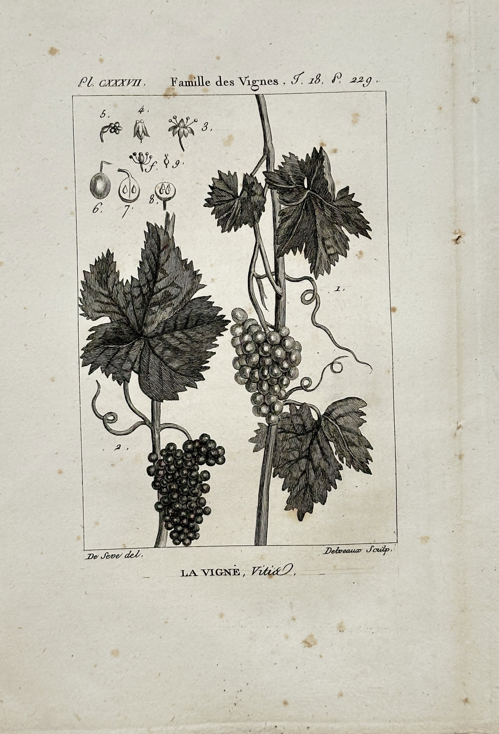 Georges-Louis Leclerc de Buffon – Grapevine Botanical Study – Engraving (18th Century): "The Vine" presents a detailed botanical study of grapevines with foliage and fruit clusters alongside scientific dissections of flowers, berries, and seeds. The scientific engraving illustrates the m