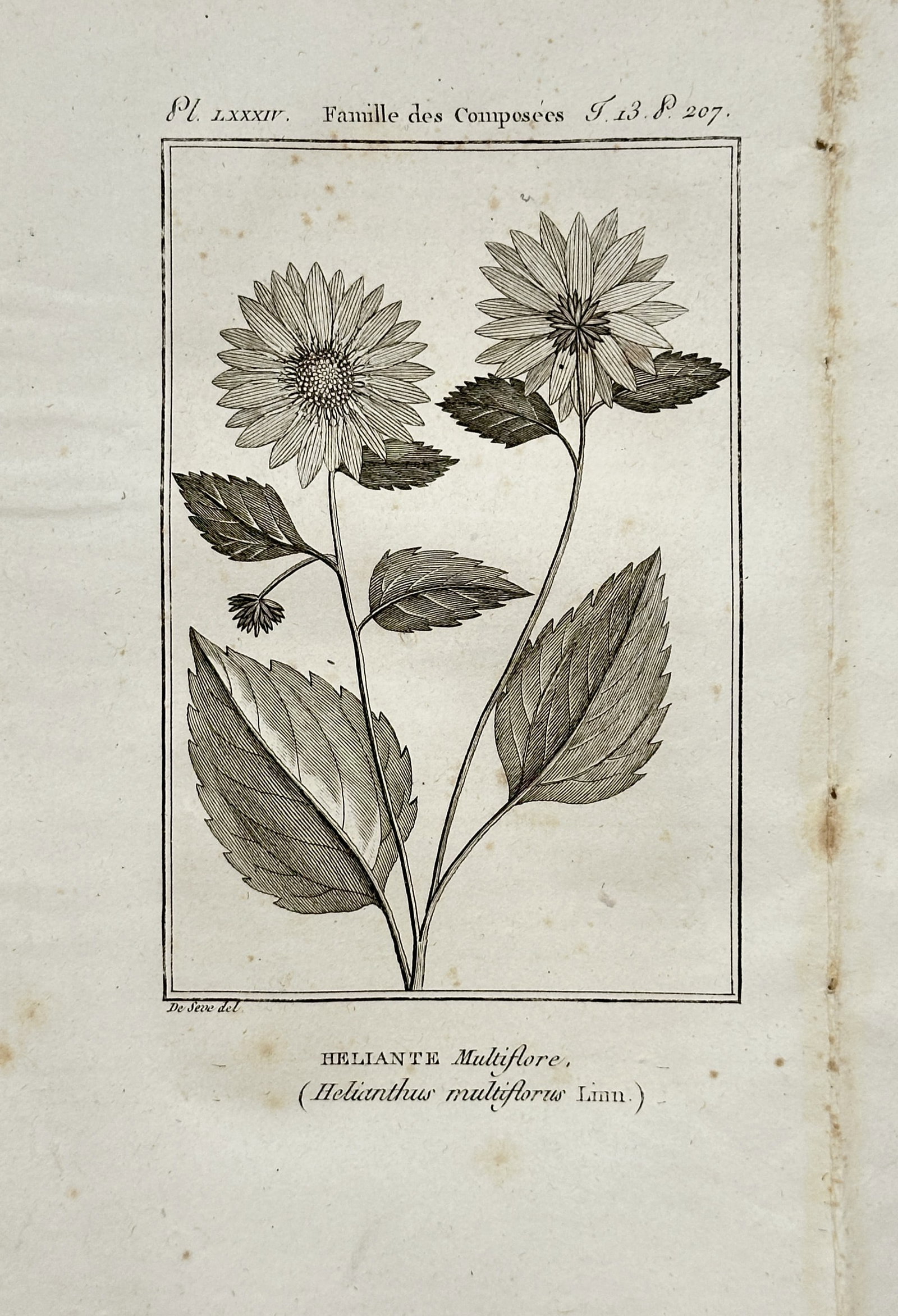 Georges-Louis Leclerc de Buffon – Many-Flowered Sunflower Botanical Study – Engraving: "Many-Flowered Sunflower" presents a botanical study of the flowering sunflower plant featuring blooming flower heads, detailed foliage, and branching stems. The scientific engraving illustrates the m