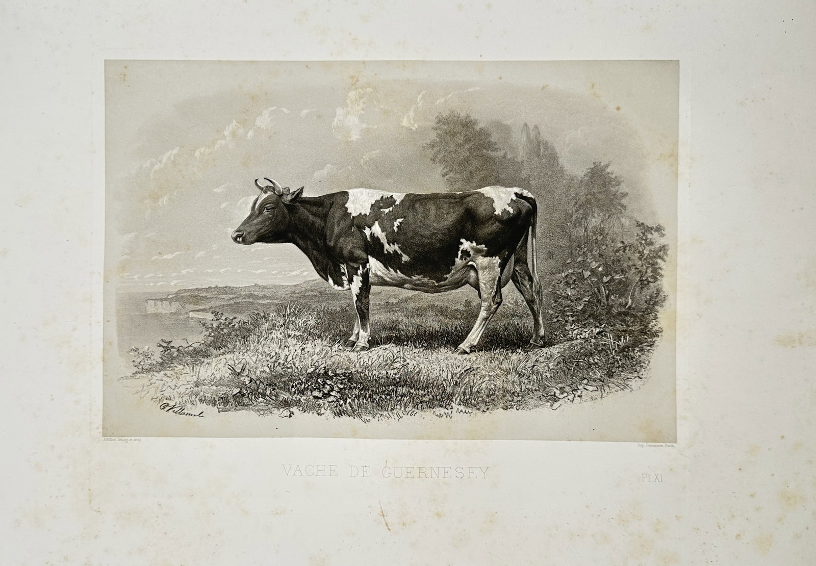 Émile Baudement – Guernsey Cow Livestock Study – Lithograph (1861): "Guernsey Cow" presents a zoological and agricultural study of a Guernsey dairy cow standing within a pastoral coastal landscape setting. The lithograph illustrates nineteenth-century livestock breedi