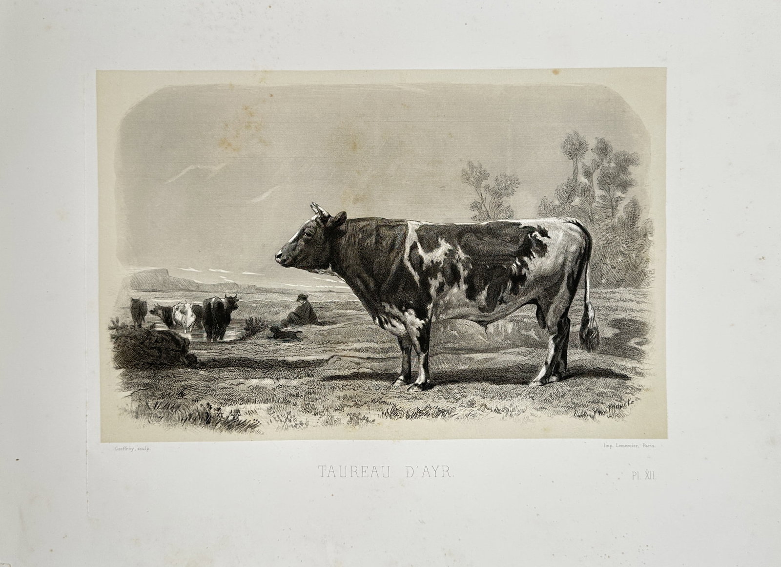 Émile Baudement – Ayrshire Bull Livestock Study – Lithograph (1861): "Ayrshire Bull" presents a zoological and agricultural study of an Ayrshire bull standing in profile within an expansive pastoral landscape. The lithograph illustrates nineteenth-century livestock bre