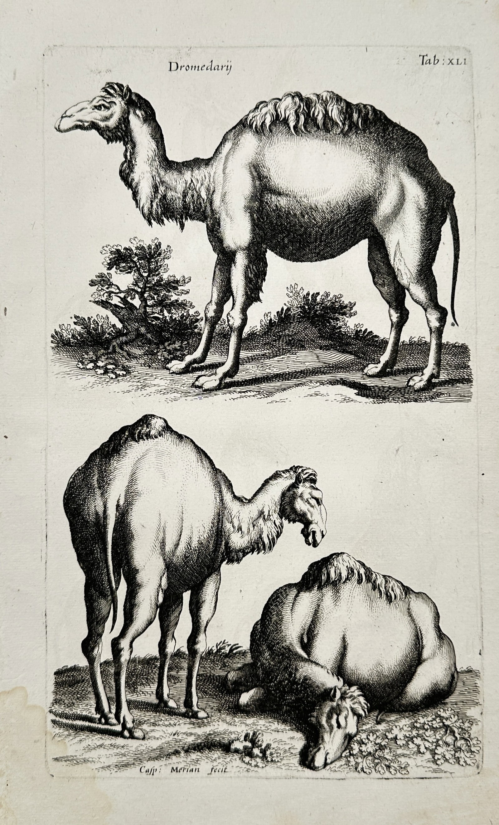 John Jonston – Dromedary Camels Zoological Study – Engraving (17th Century): "Dromedaries" presents a natural history study illustrating dromedary camels shown in various standing and resting postures within a landscape setting. The scientific engraving demonstrates seventeent