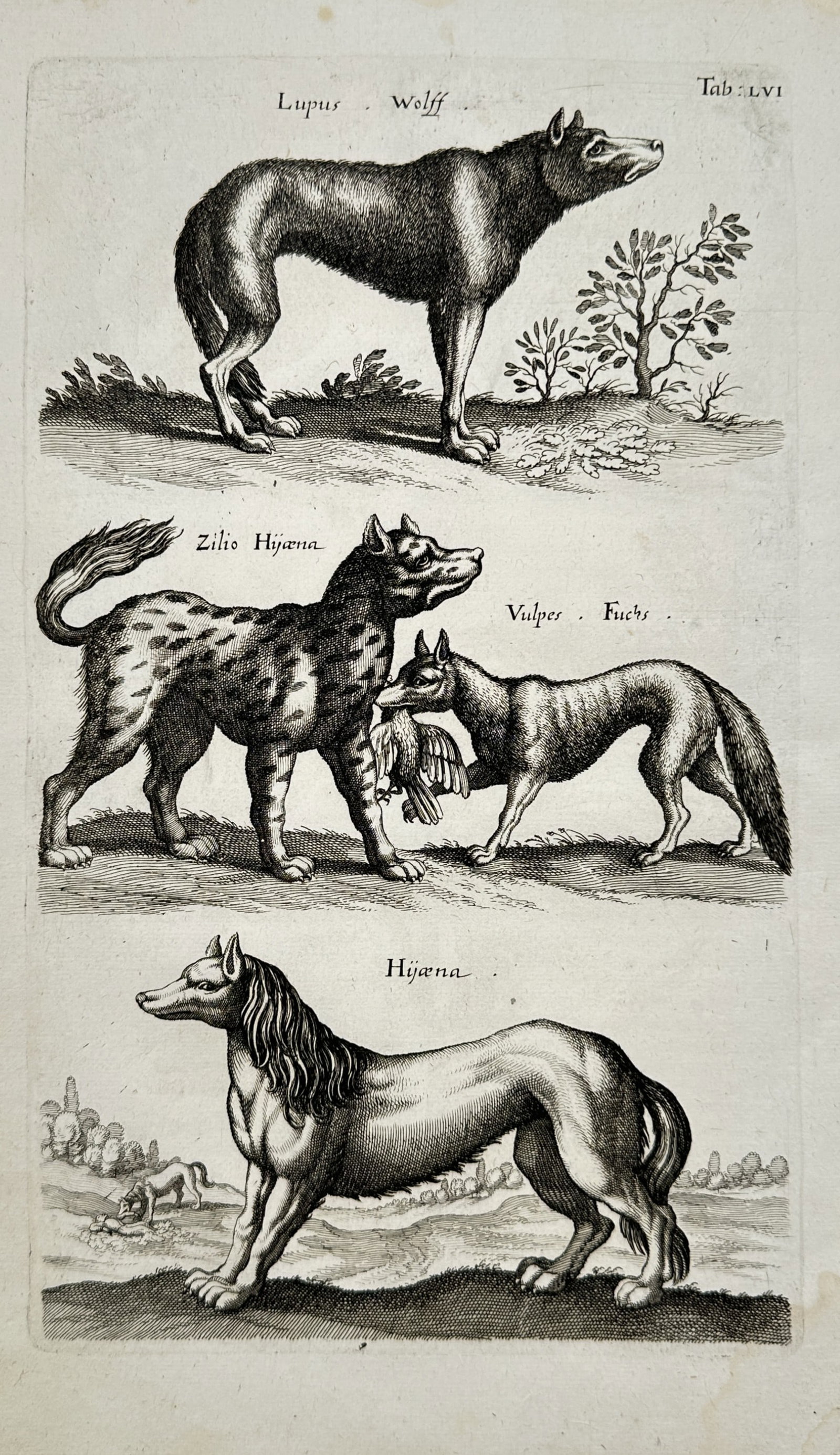 John Jonston – Wolf, Hyenas, and Fox Zoological Study – Engraving (17th Century) (1 of 2)