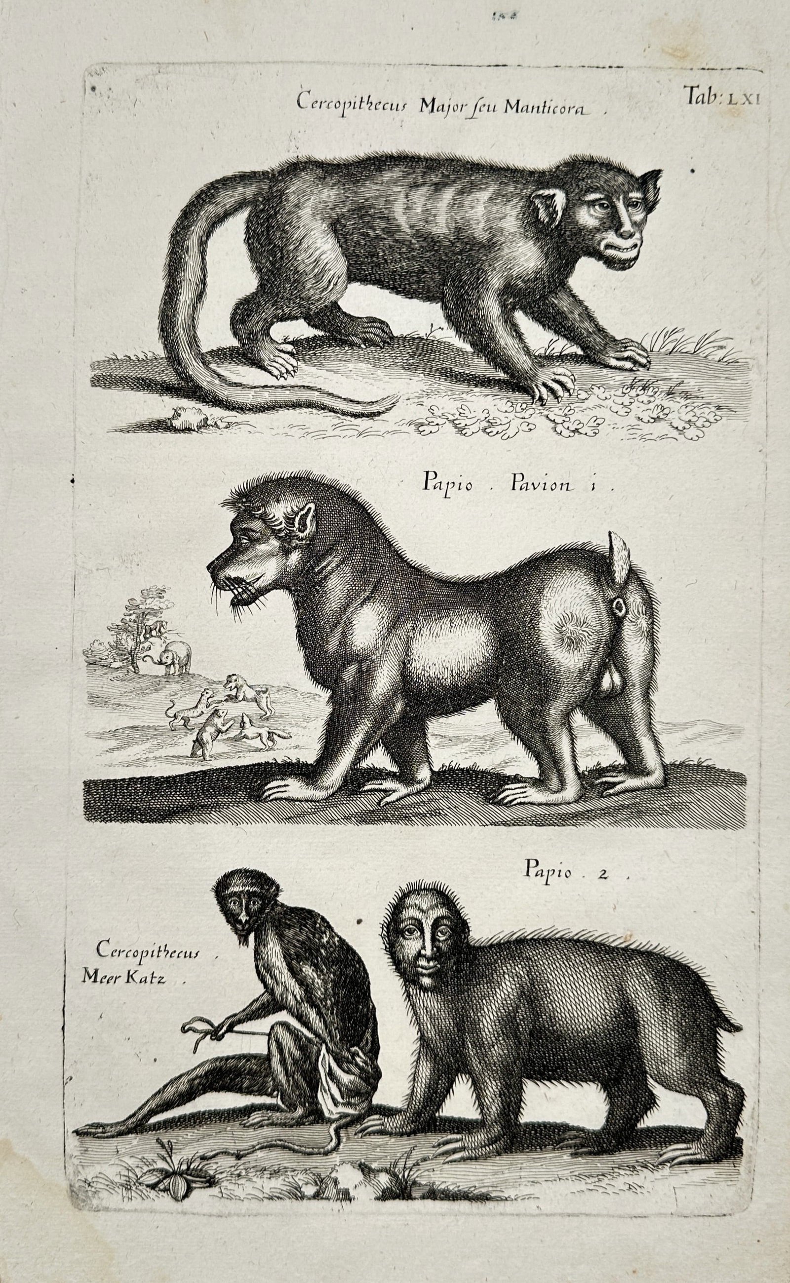 John Jonston – Monkeys and Baboons Primate Study – Engraving (17th Century) (1 of 2)