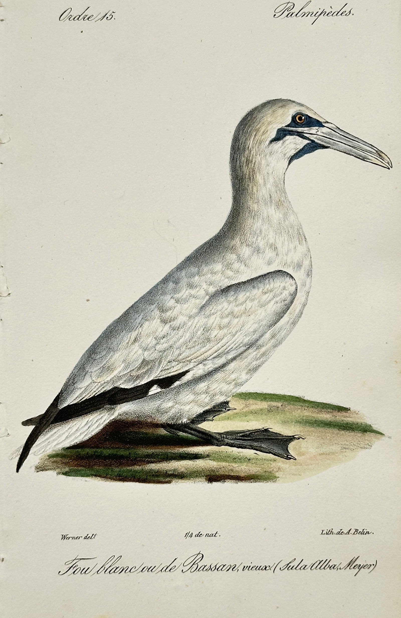 Jean-Charles Werner – Northern Gannet Ornithological Study – Lithograph (19th Century) (1 of 2)