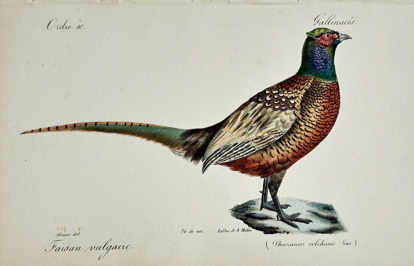 Jean-Charles Werner – Common Pheasant Ornithological Study – Lithograph (19th Century) (1 of 2)