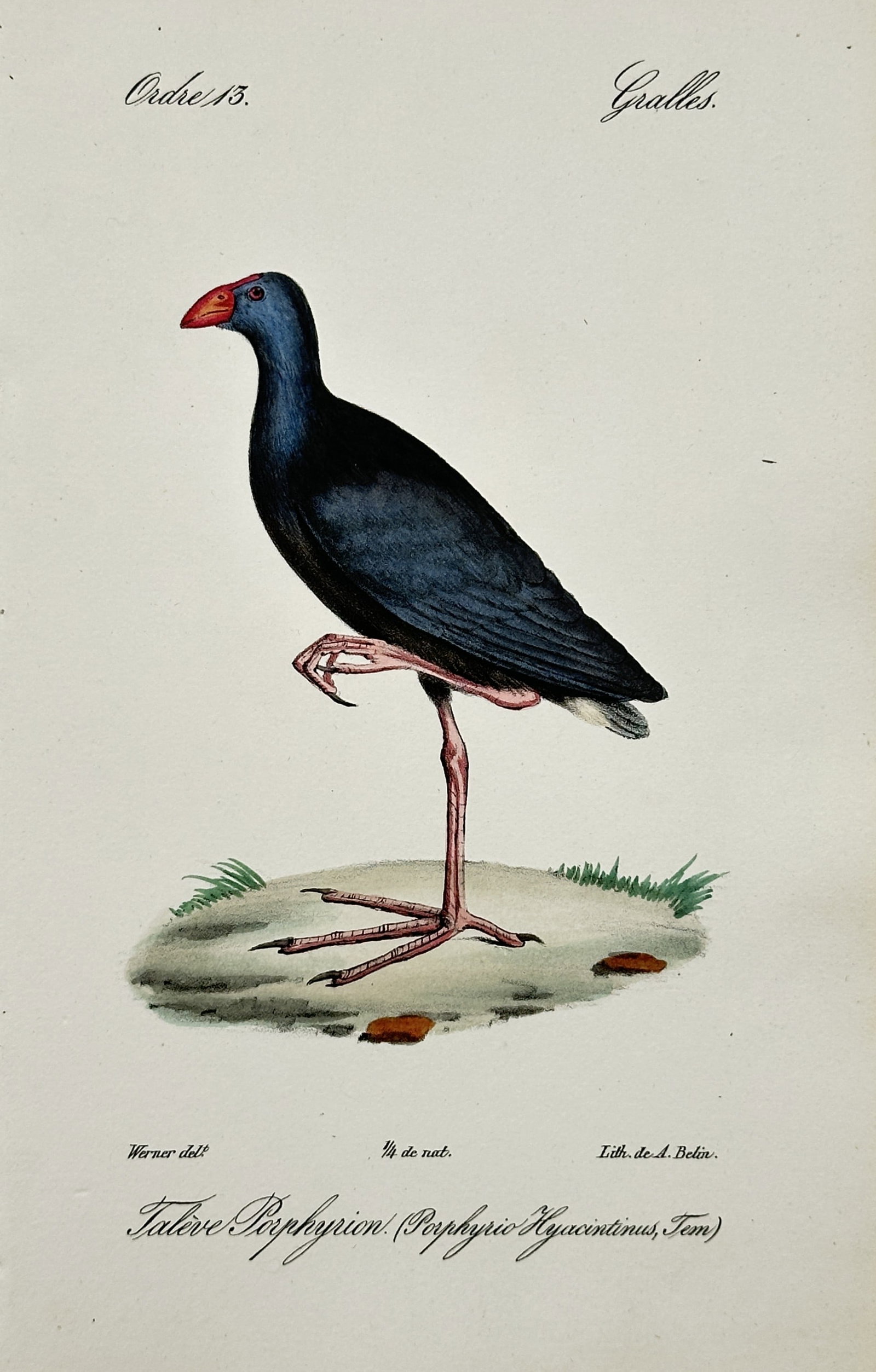 Jean-Charles Werner – Purple Swamphen Ornithological Study – Lithograph (19th Century) (1 of 2)