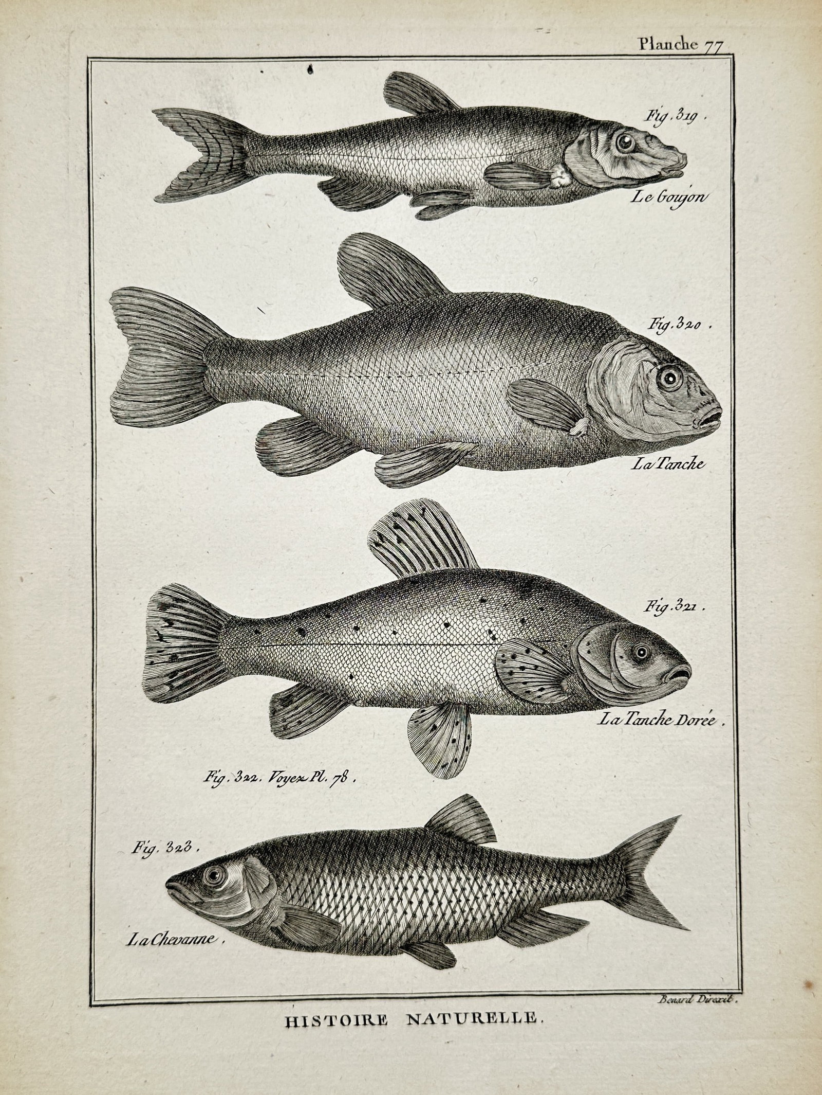 Robert Bénard – Ichthyological Study of Gudgeon, Tench, and Chub – Engraving (18th Century) (1 of 2)