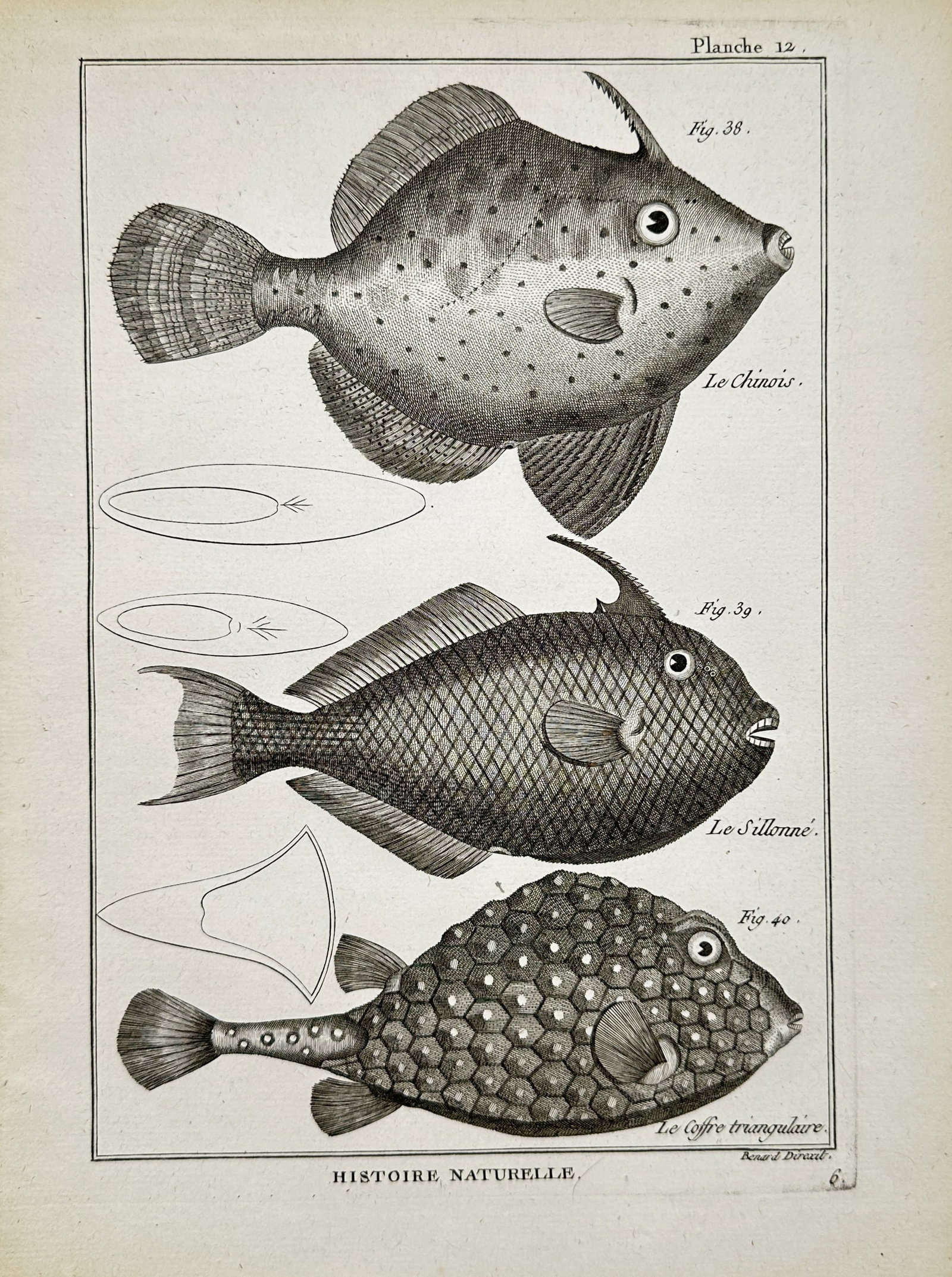 Robert Bénard – Ichthyological Study of Filefish and Trunkfish – Engraving (18th Century) (1 of 2)