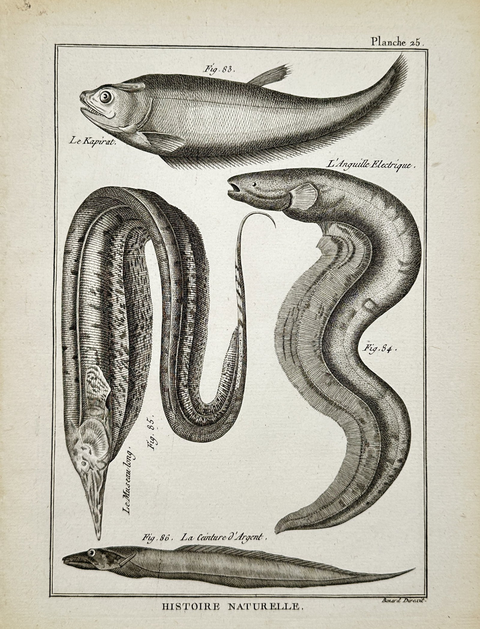 Robert Bénard – Ichthyological Study of Electric Eel, Kapirat, and Ribbonfish – Engraving: "Natural History: Kapirat, Electric Eel, Long Snout, and Silver Ribbonfish" presents an ichthyological study depicting four elongated and serpentine fish species to illustrate their distinctive fin st