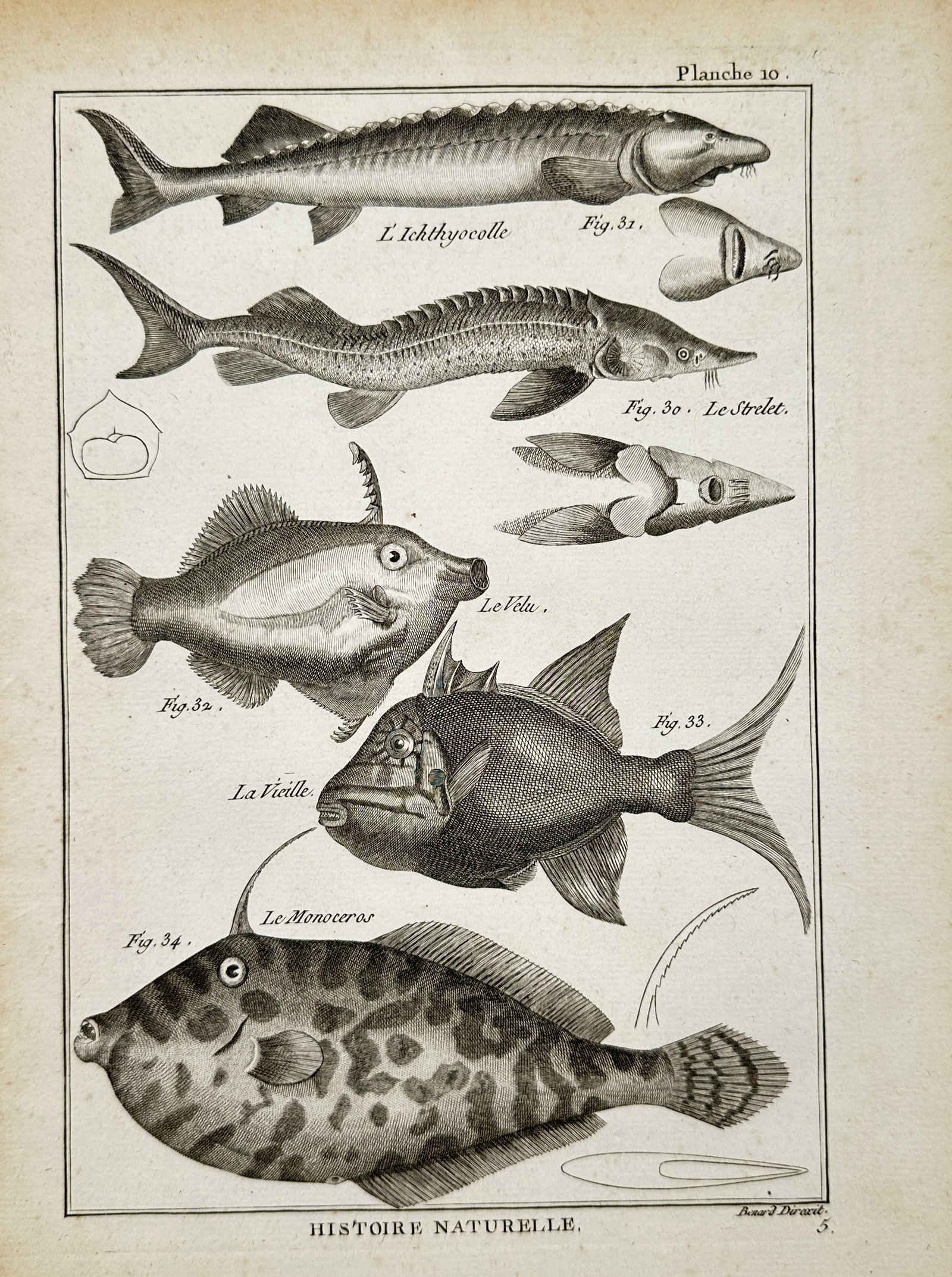 Robert Bénard – Ichthyological Study of Beluga, Sterlet, and Triggerfish – Engraving (18th (1 of 2)