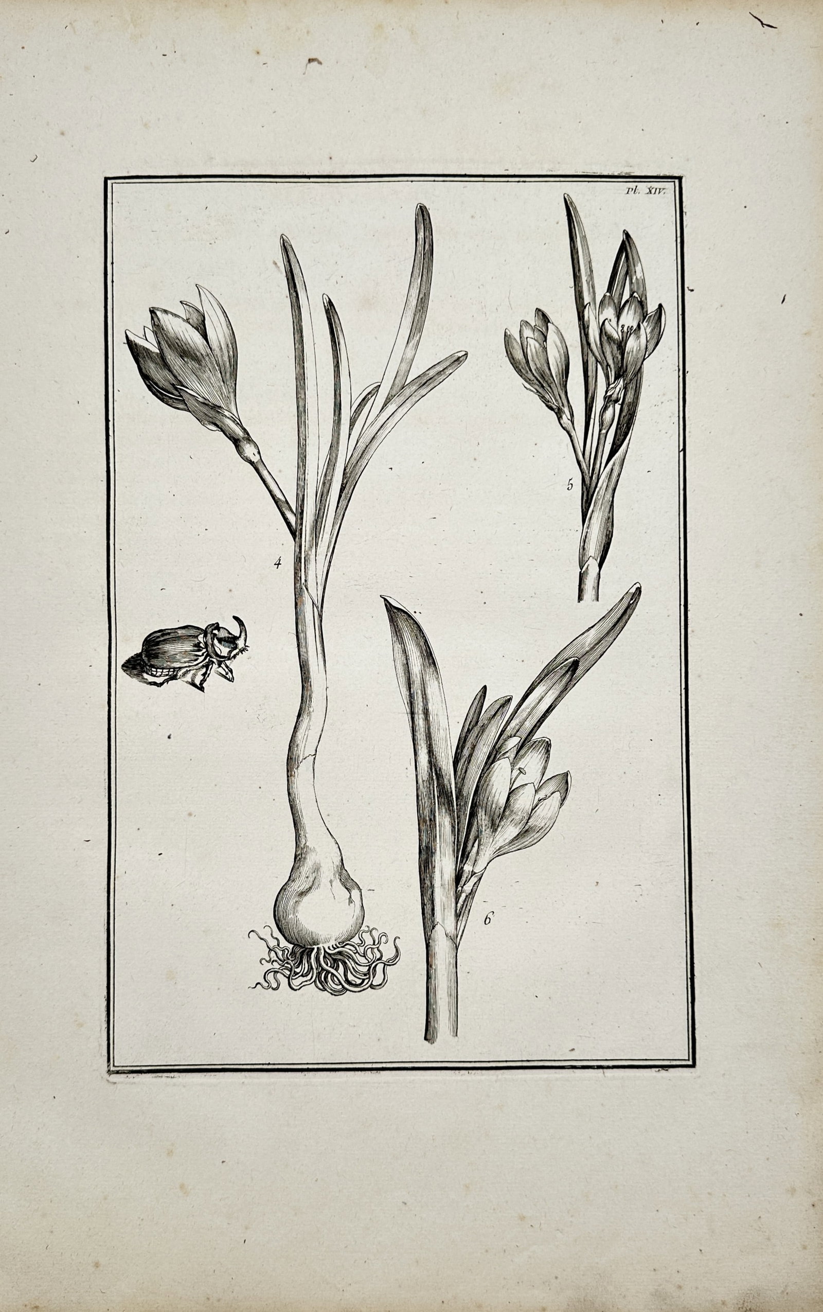 Daniel Rabel – Botanical Study of Crocus and Rhinoceros Beetle – Engraving (17th Century): "Botanical Study of Crocus with Rhinoceros Beetle" presents a detailed florilegium composition depicting flowering crocus specimens with their bulb, roots, and foliage alongside an entomological study