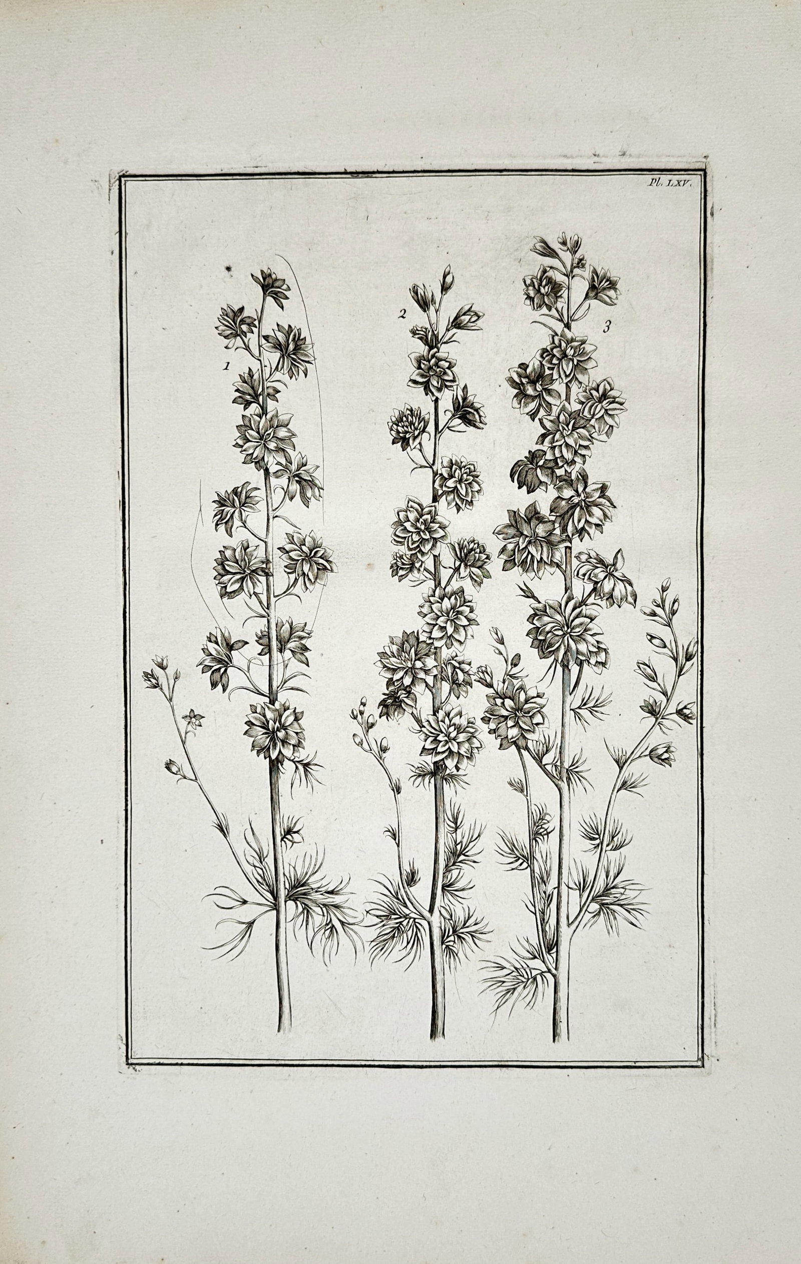Daniel Rabel – Botanical Study of Larkspur – Engraving (17th Century): "Botanical Study of Larkspur" presents an elegant florilegium composition depicting flowering stalks of larkspur with feathery foliage and intricate double blossoms framed within a double line border.