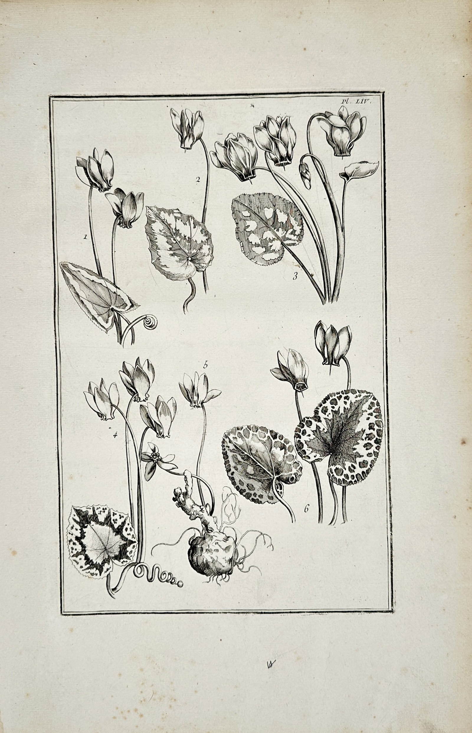 Daniel Rabel – Botanical Study of Cyclamen Varieties – Engraving (17th Century): "Botanical Study of Cyclamen" presents a detailed florilegium composition depicting multiple flowering cyclamen varieties highlighting their distinctive nodding blossoms, tuberous roots, and intricate
