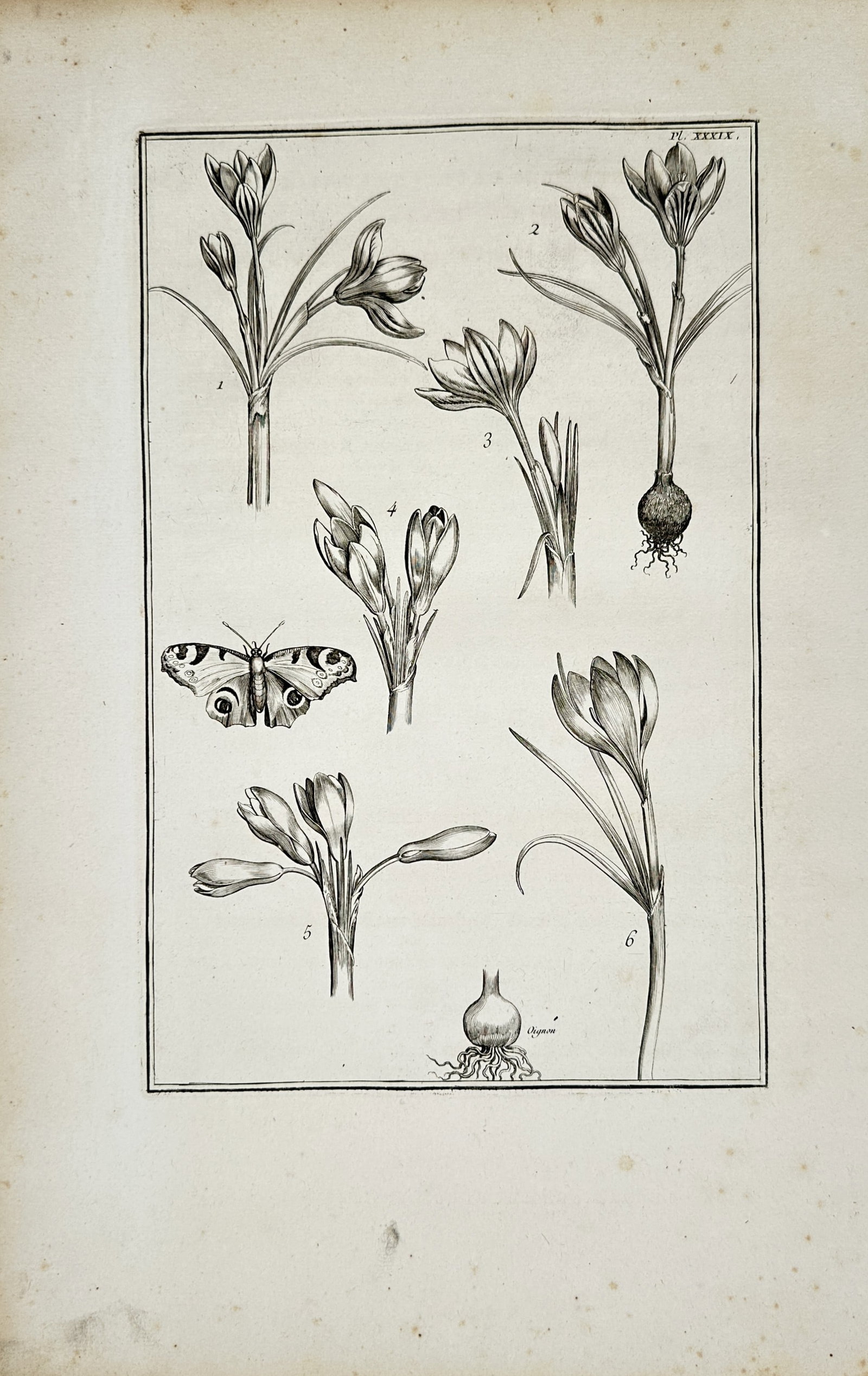 Daniel Rabel – Botanical Study of Crocus Varieties with Butterfly – Engraving (17th Century): "Botanical Study of Crocus with Butterfly" presents a detailed florilegium composition depicting multiple flowering crocus specimens displaying their bulbs, root structures, and emerging buds alongsid