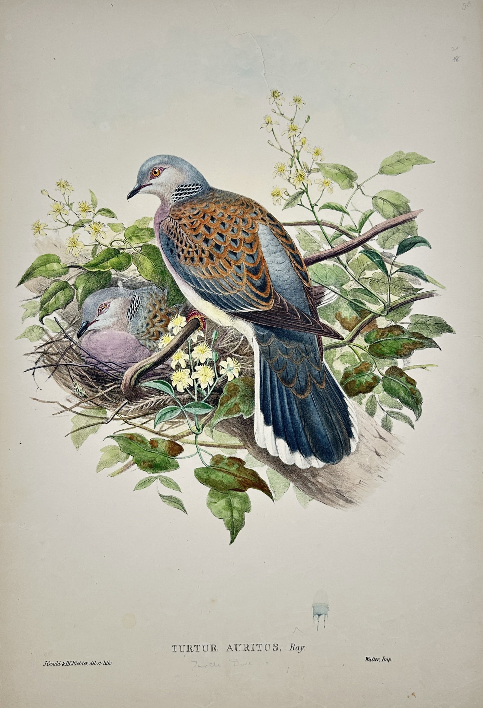 John Gould – Ornithological Study of Turtle Doves – Lithograph (19th Century) hand colored: "Turtle Dove" presents a delicate ornithological study depicting a pair of turtle doves nestled among flowering boughs and leafy branches beside their nest. The lithograph illustrates nineteenth-centu