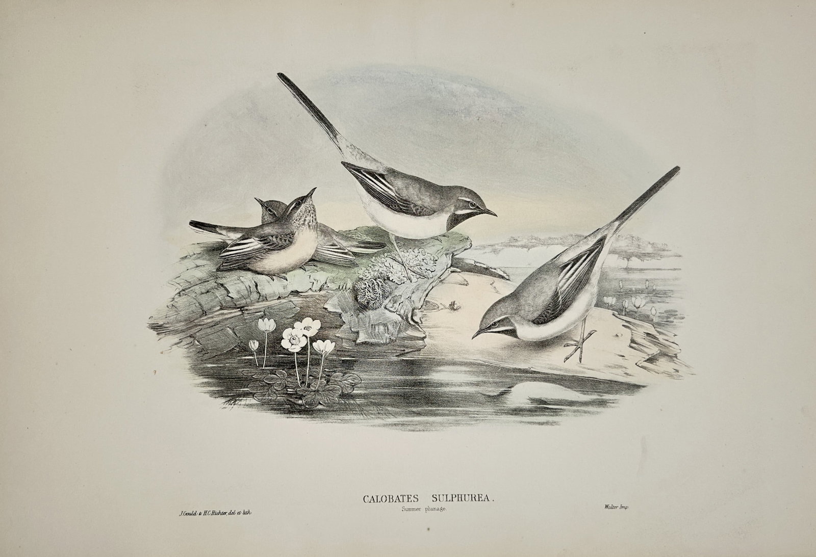 John Gould – Ornithological Study of Grey Wagtails – Lithograph (19th Century) Hand Colored: "Grey Wagtail" presents a delicate natural history study depicting a group of grey wagtails perched along a rocky stream bank adorned with aquatic blossoms and calm water. The lithograph illustrates n