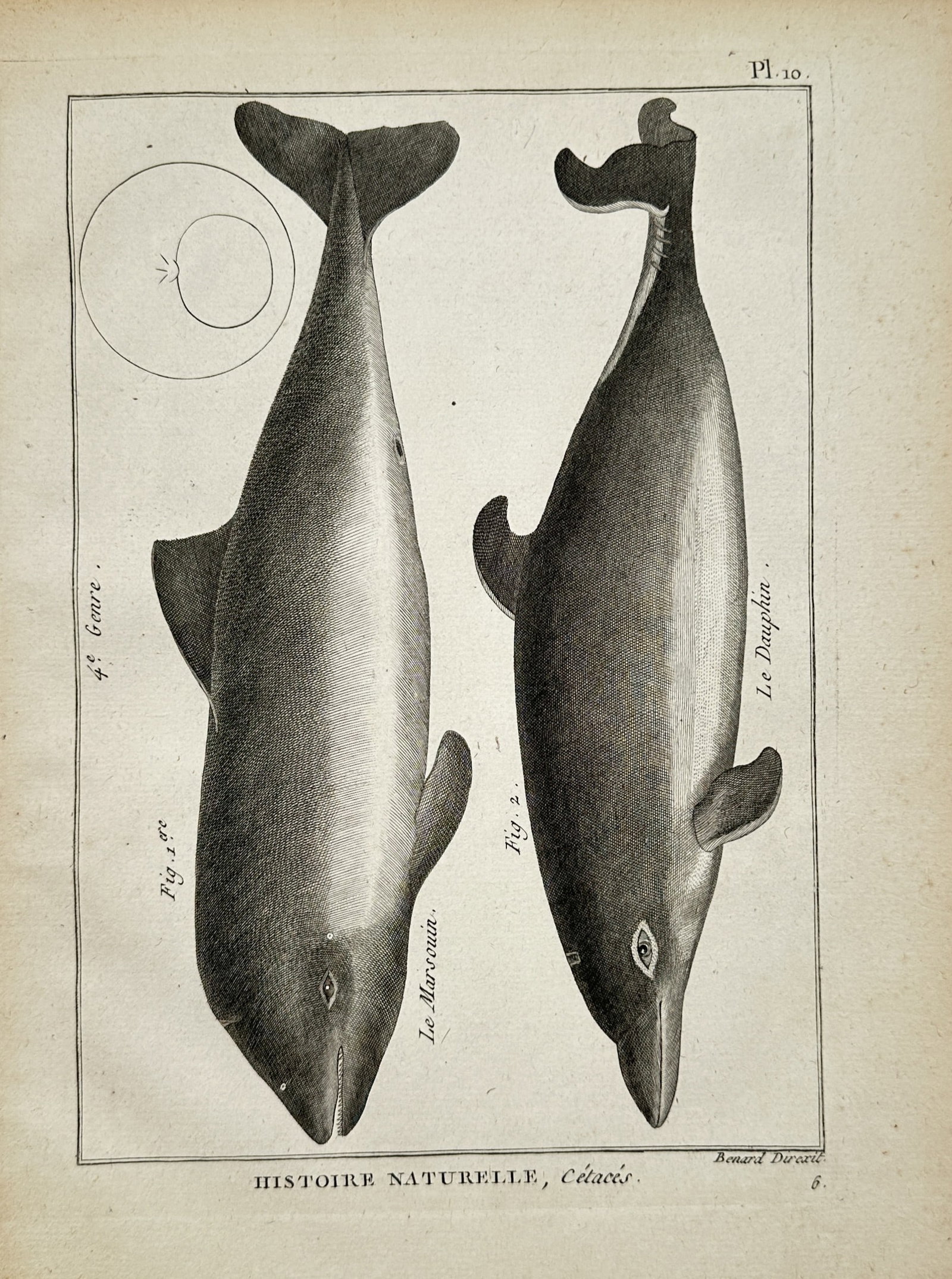 Robert Bénard – Cetological Study of Porpoise and Dolphin – Engraving (18th Century) (1 of 2)