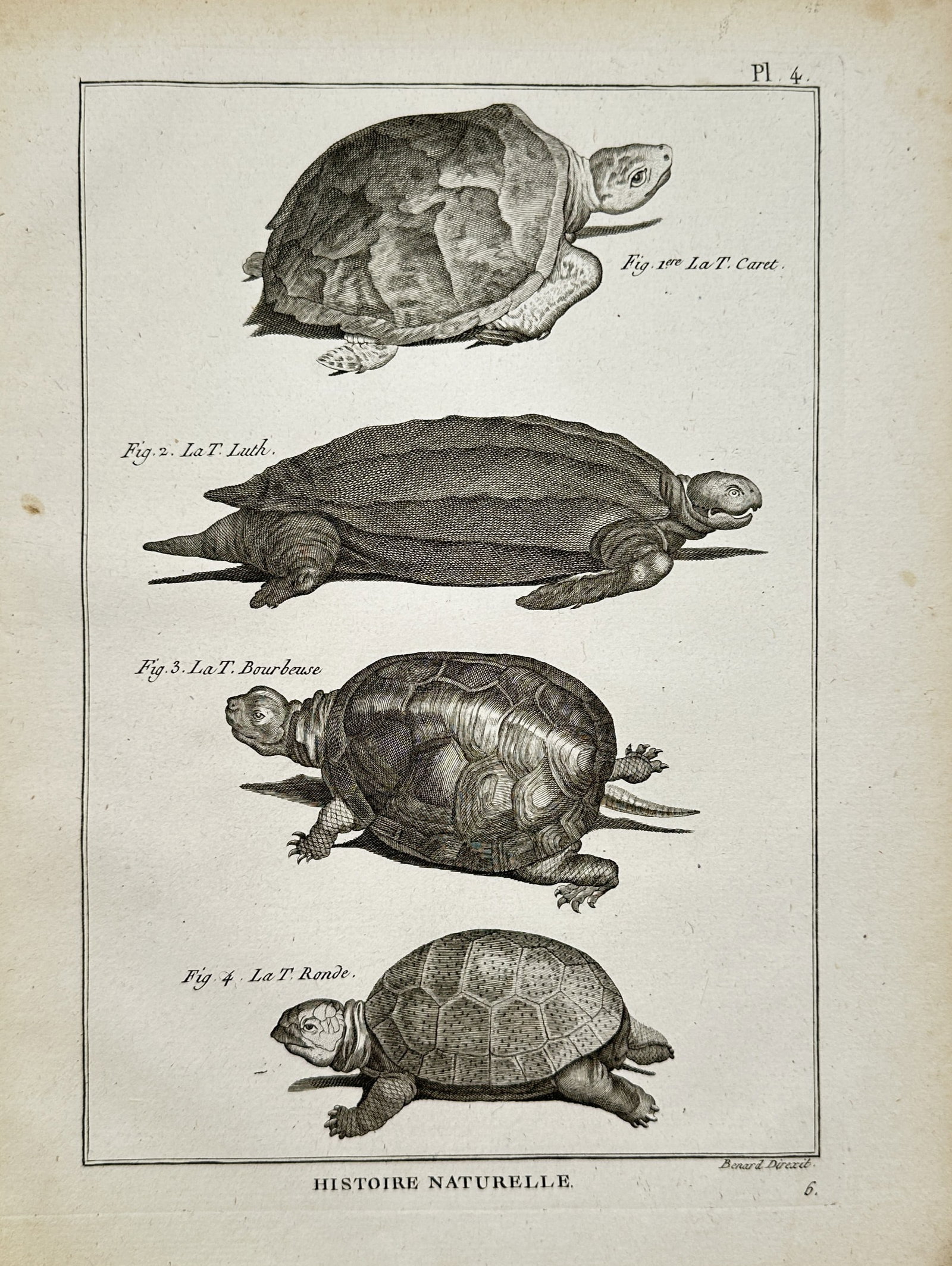 Robert Bénard – Herpetological Study of Sea Turtles and Tortoises – Engraving (18th Century) (1 of 2)