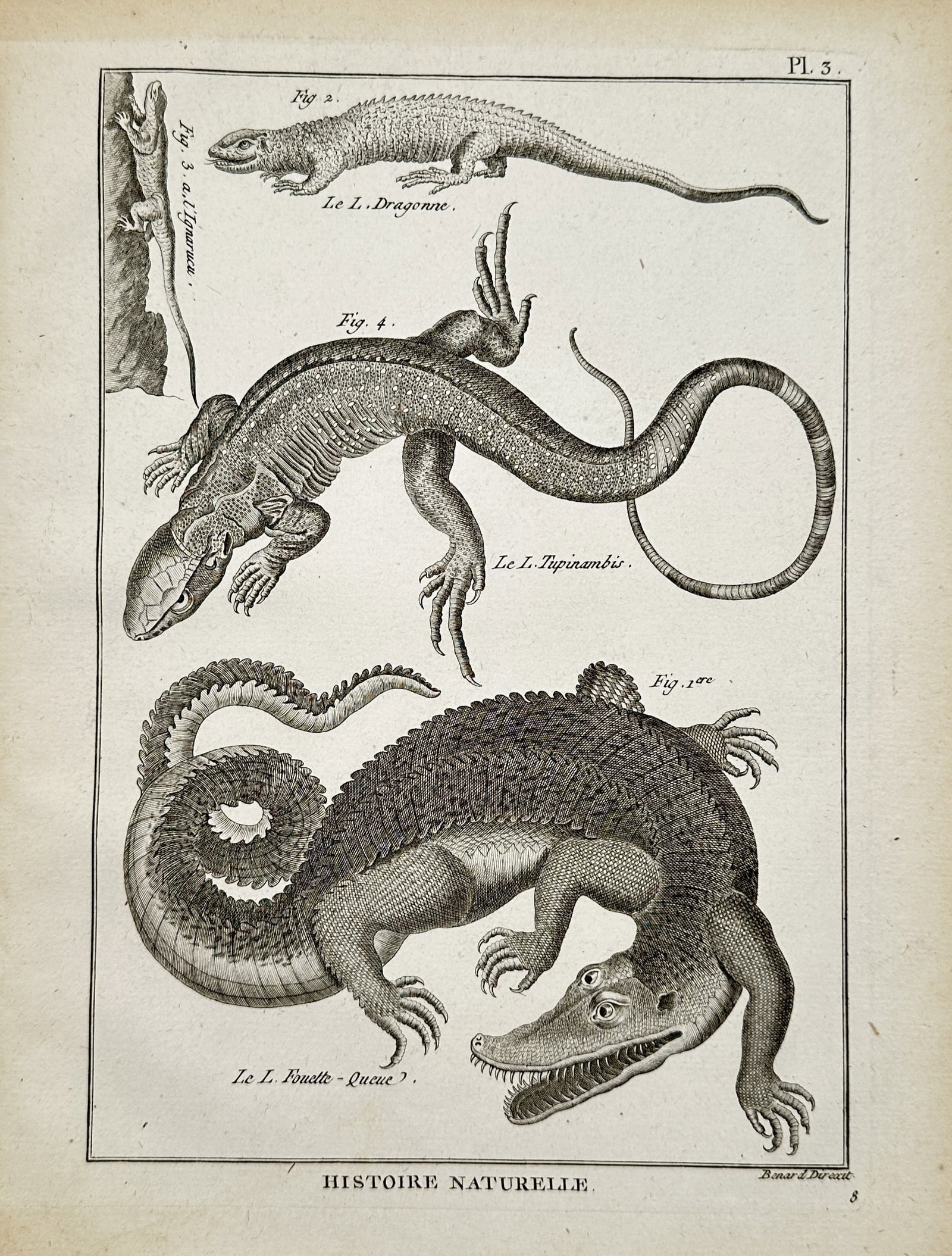 Robert Bénard – Herpetological Study of Lizards and Crocodilians – Engraving (18th Century) (1 of 2)