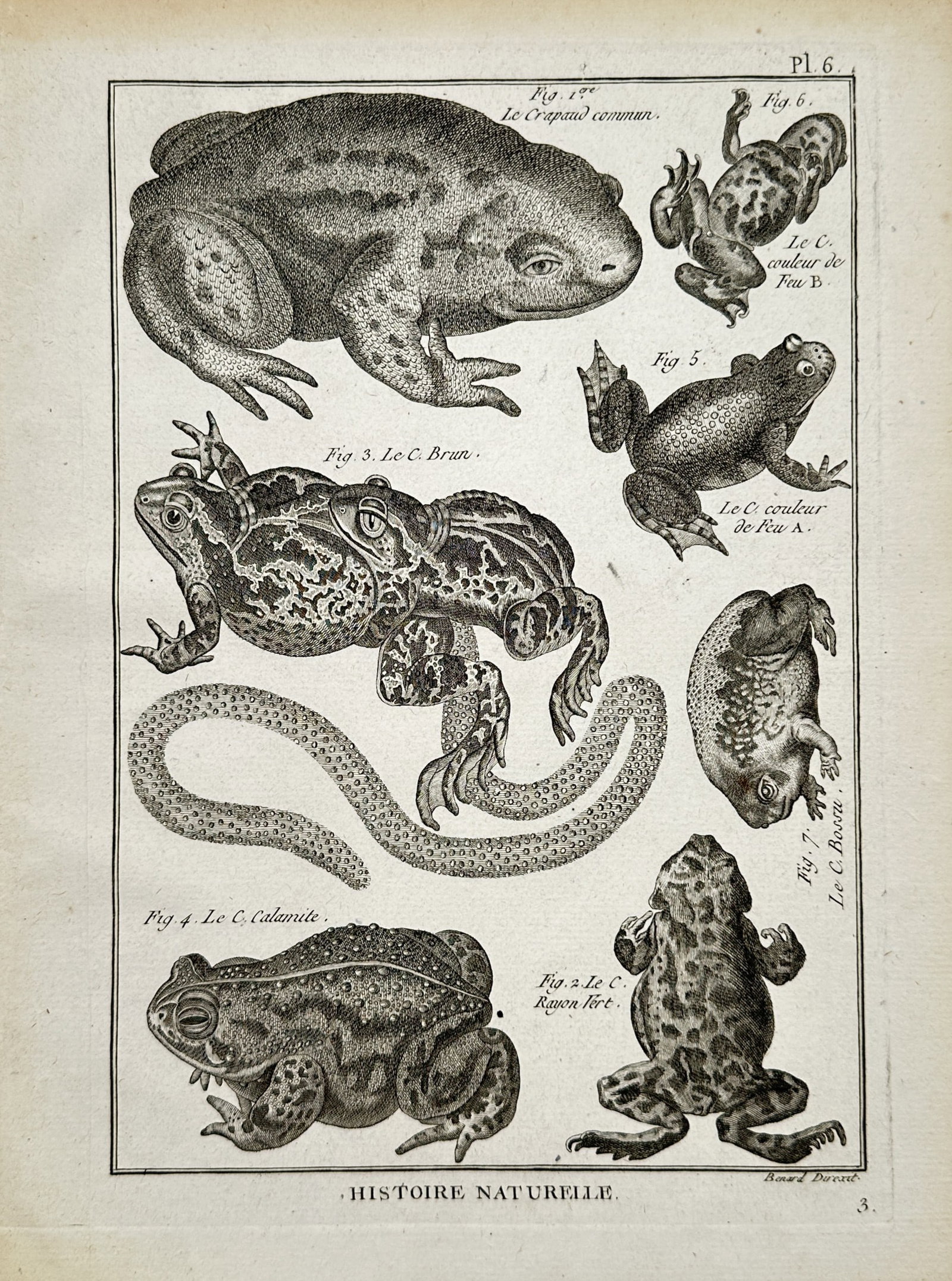 Robert Bénard – Herpetological Study of Toads and Amphibians – Engraving (18th Century) (1 of 2)