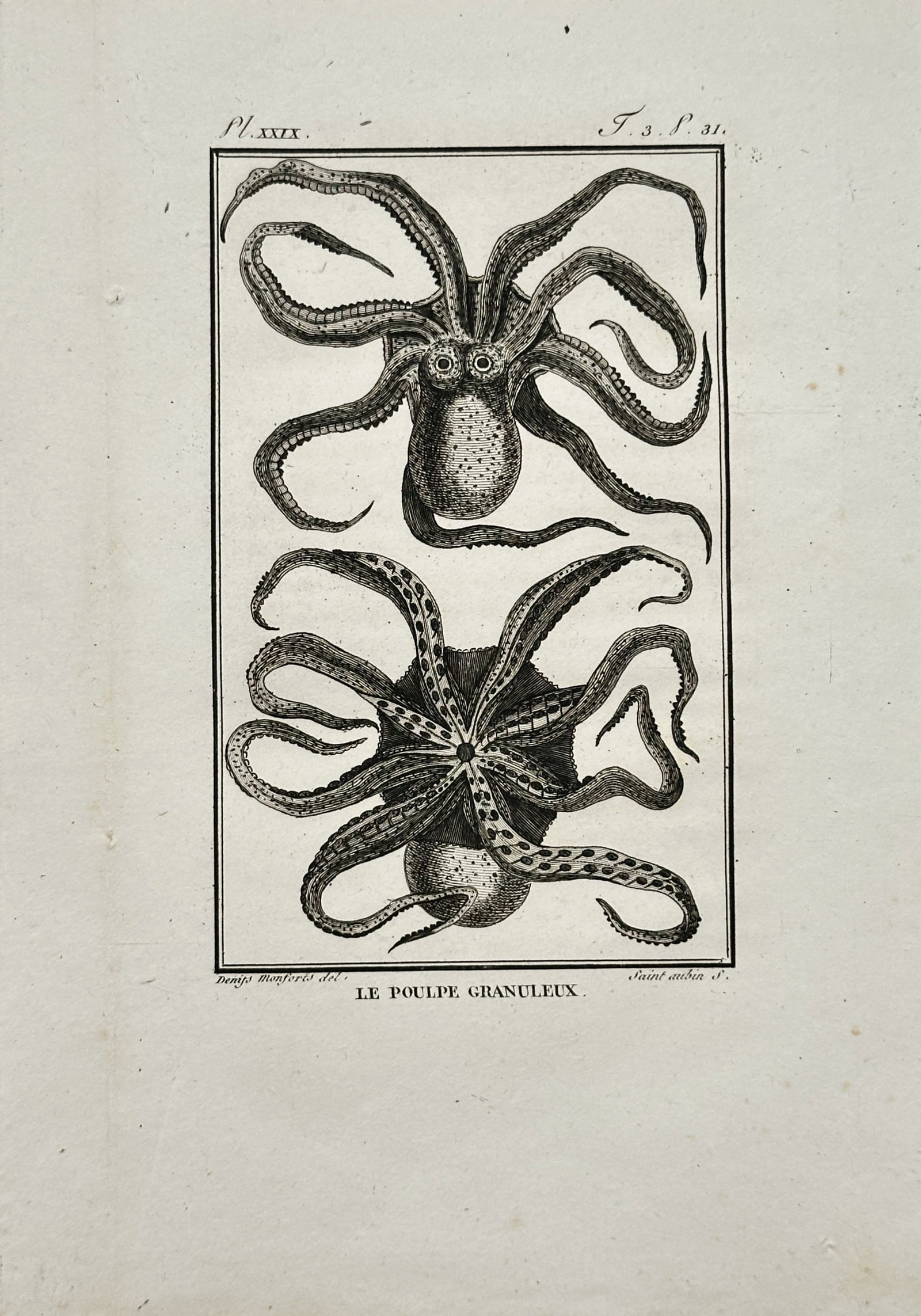 Georges-Louis Leclerc, Comte de Buffon – Malacological Study of the Granular Octopus – Engraving (1 of 2)