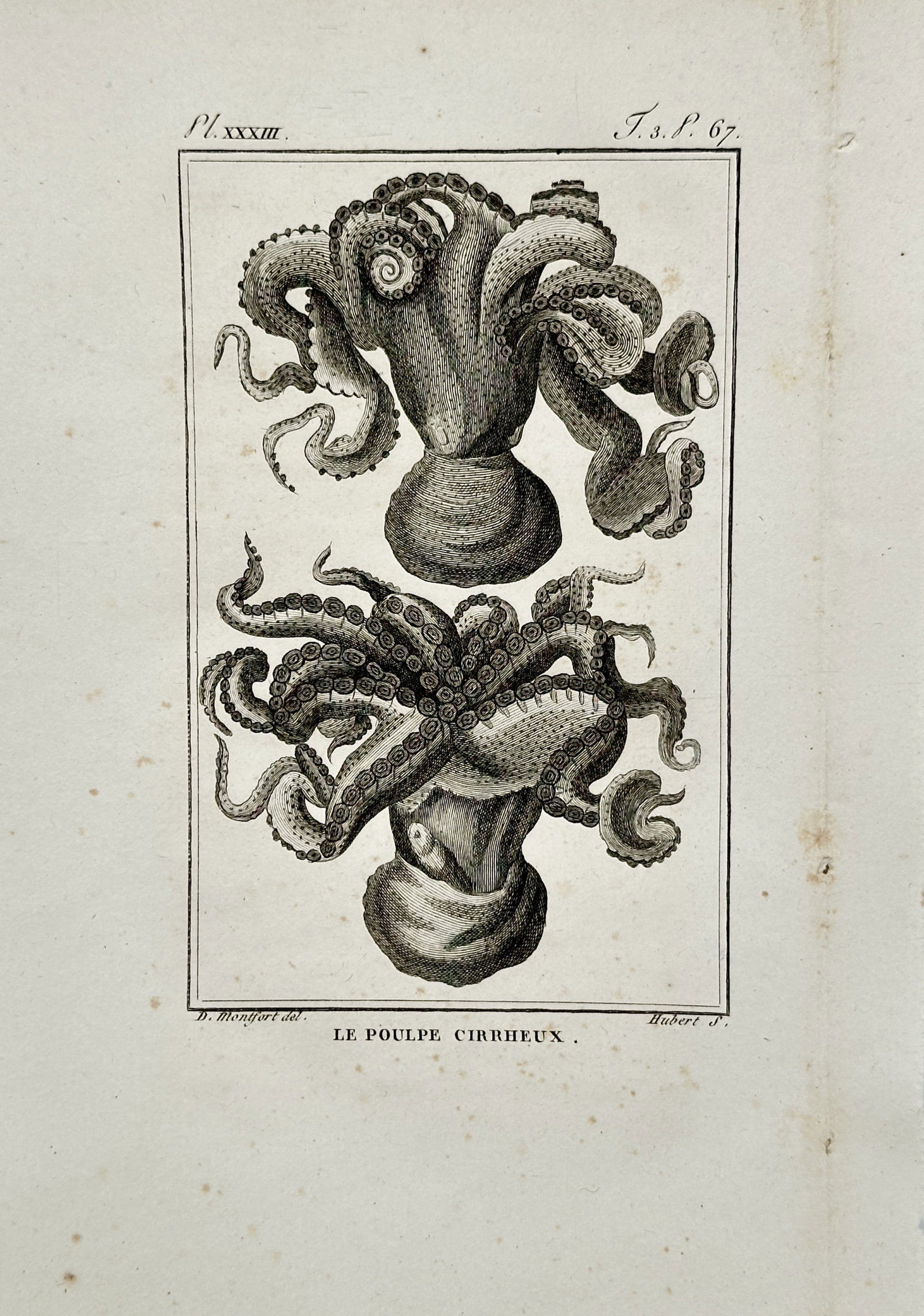 Georges-Louis Leclerc, Comte de Buffon – Malacological Study of the Cirrate Octopus – Engraving (1 of 2)