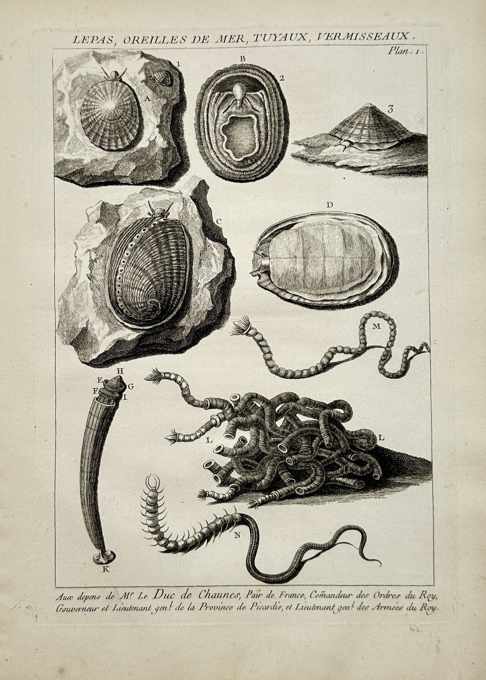 Antoine-Joseph Dezallier d'Argenville – Natural History Study of Limpets, Abalones – Engraving (1 of 2)