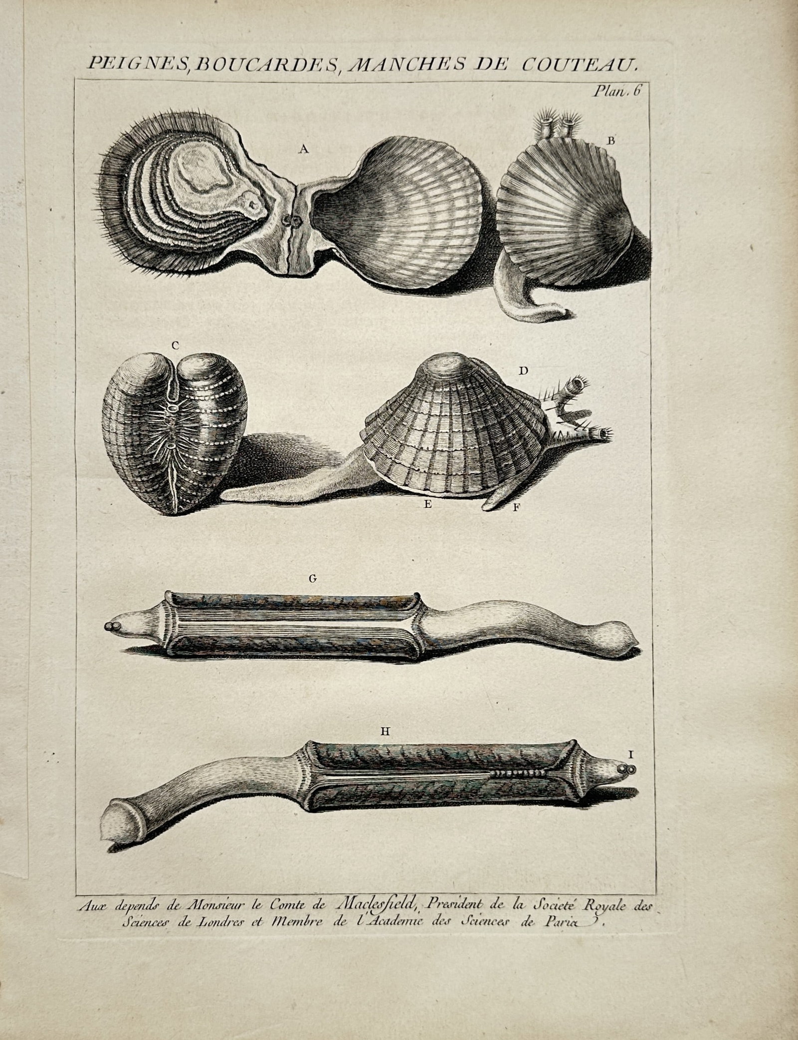 Antoine-Joseph Dezallier d'Argenville – Natural History Study of Scallops, Cockles, Clams: "Scallops, Cockles, and Razor Clams" presents a detailed conchological and malacological study illustrating various bivalve specimens including opened and closed scallops, heart cockles, and extended 