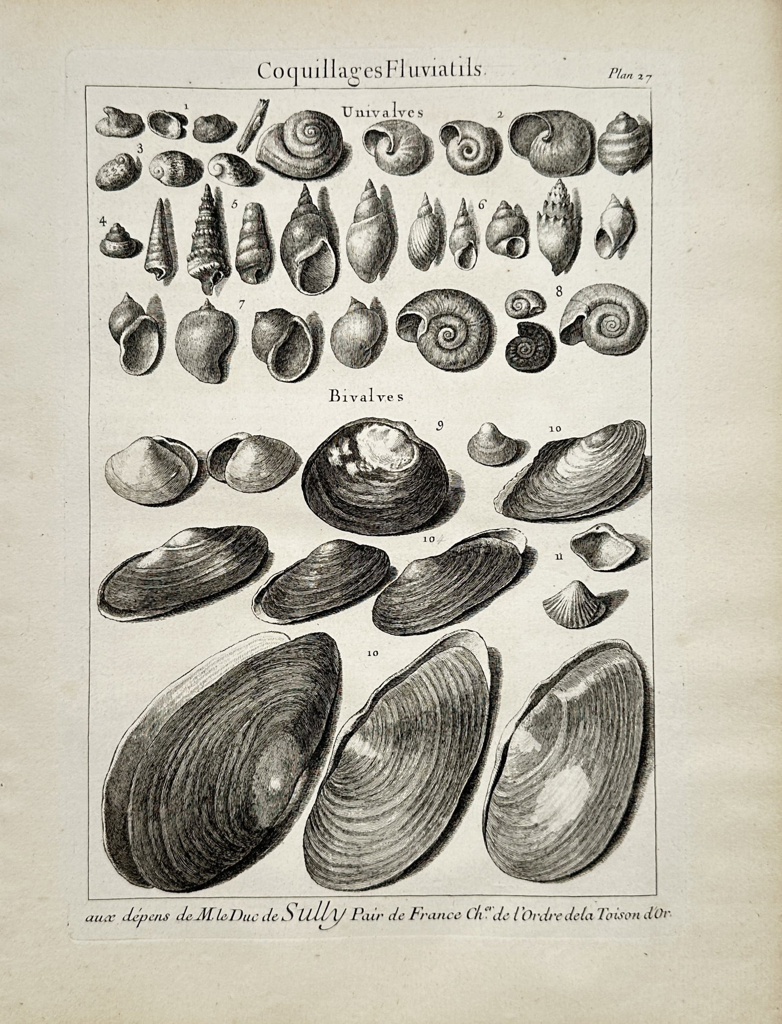 Antoine-Joseph Dezallier d'Argenville – Natural History Study of Freshwater Univalve – Engraving: "Freshwater Shells" presents a comprehensive conchological study illustrating numerous freshwater univalve gastropod shells and bivalve mollusks arranged systematically. The copperplate engraving illu