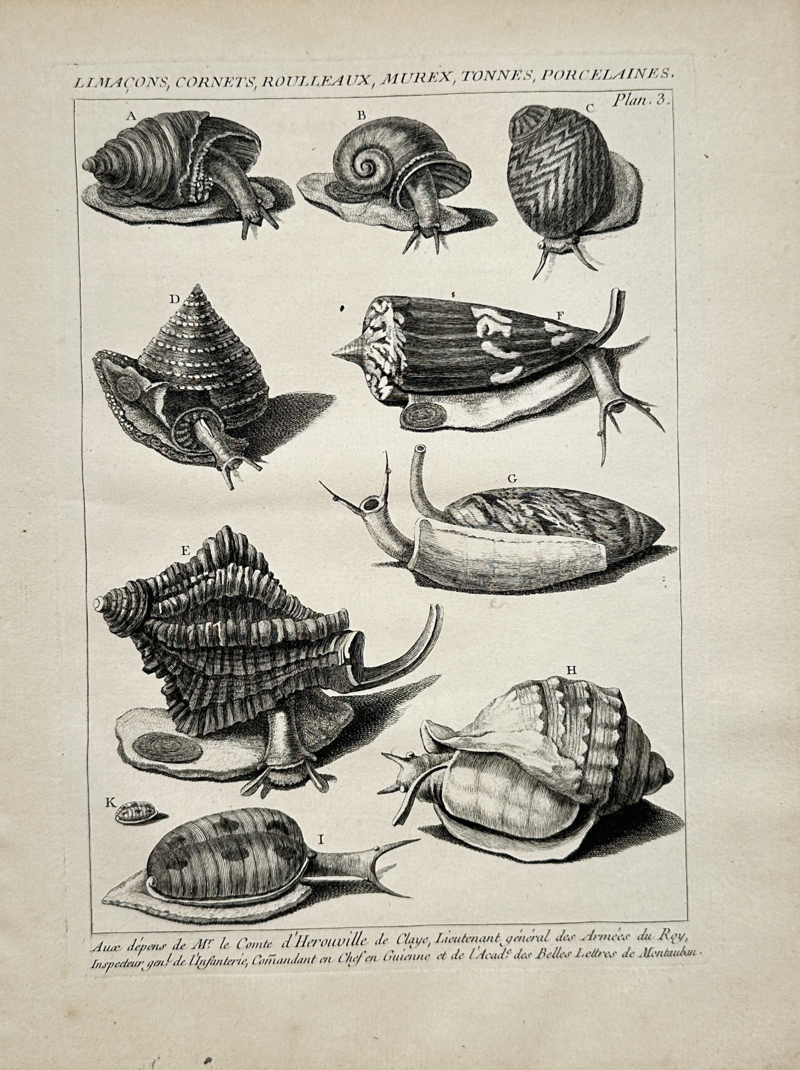 Antoine-Joseph Dezallier d'Argenville – Natural History Study of Snails, Cones, Volutes, Murex (1 of 2)