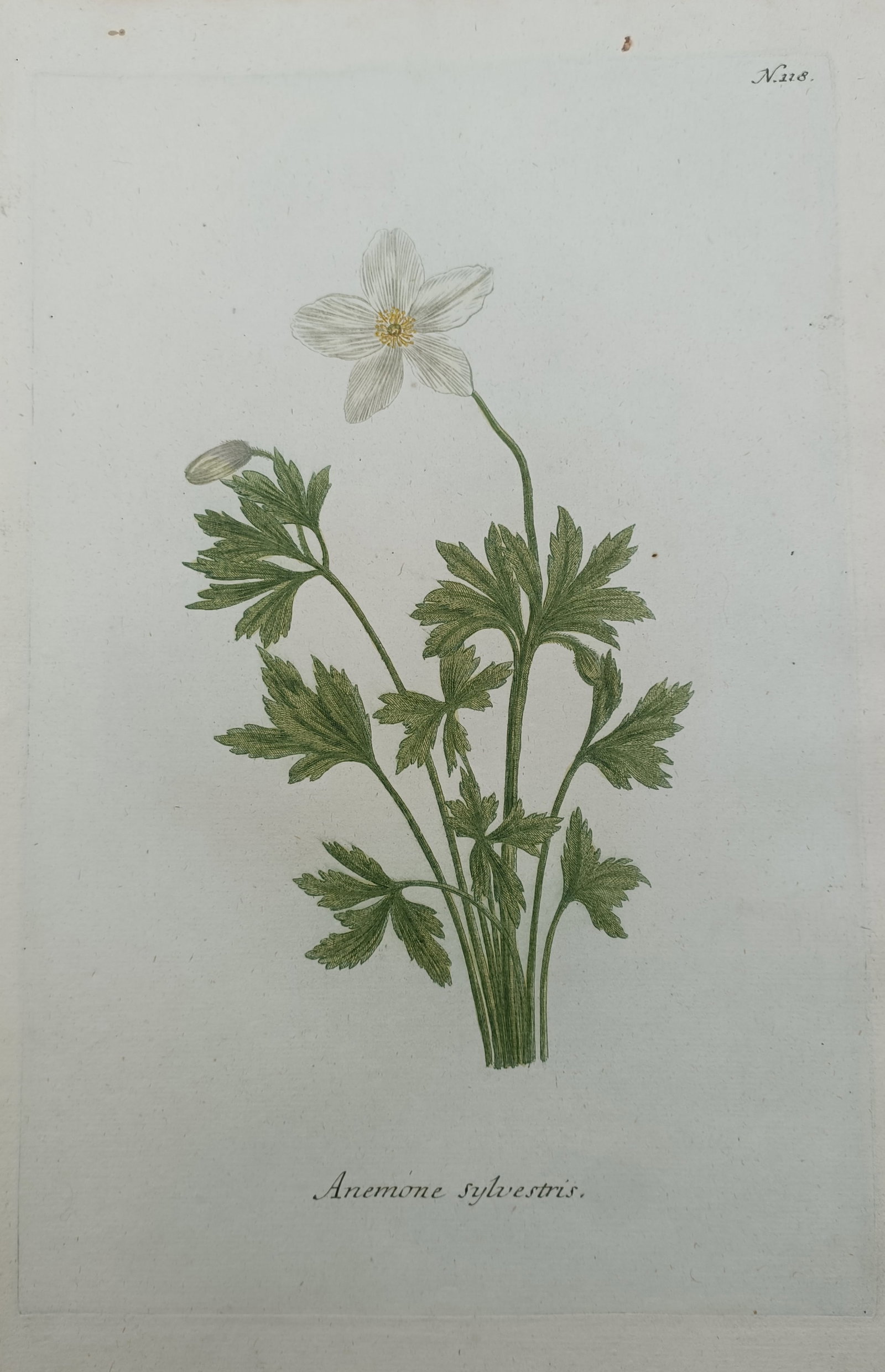 Johann Wilhelm Weinmann – Snowdrop Windflower – Mezzotint and Engraving (1737–1745): "Snowdrop Windflower" depicts a detailed botanical study of a flowering wood anemone showcasing a delicate white bloom, bud, and deeply lobed foliage rooted on slender stems. The composition illustrat