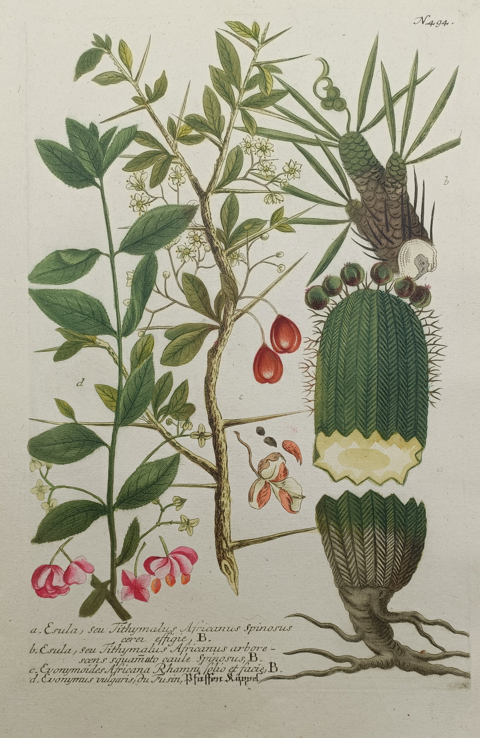 Johann Wilhelm Weinmann – Spiny African Spurge and European Spindle – Mezzotint and Engraving (1 of 2)