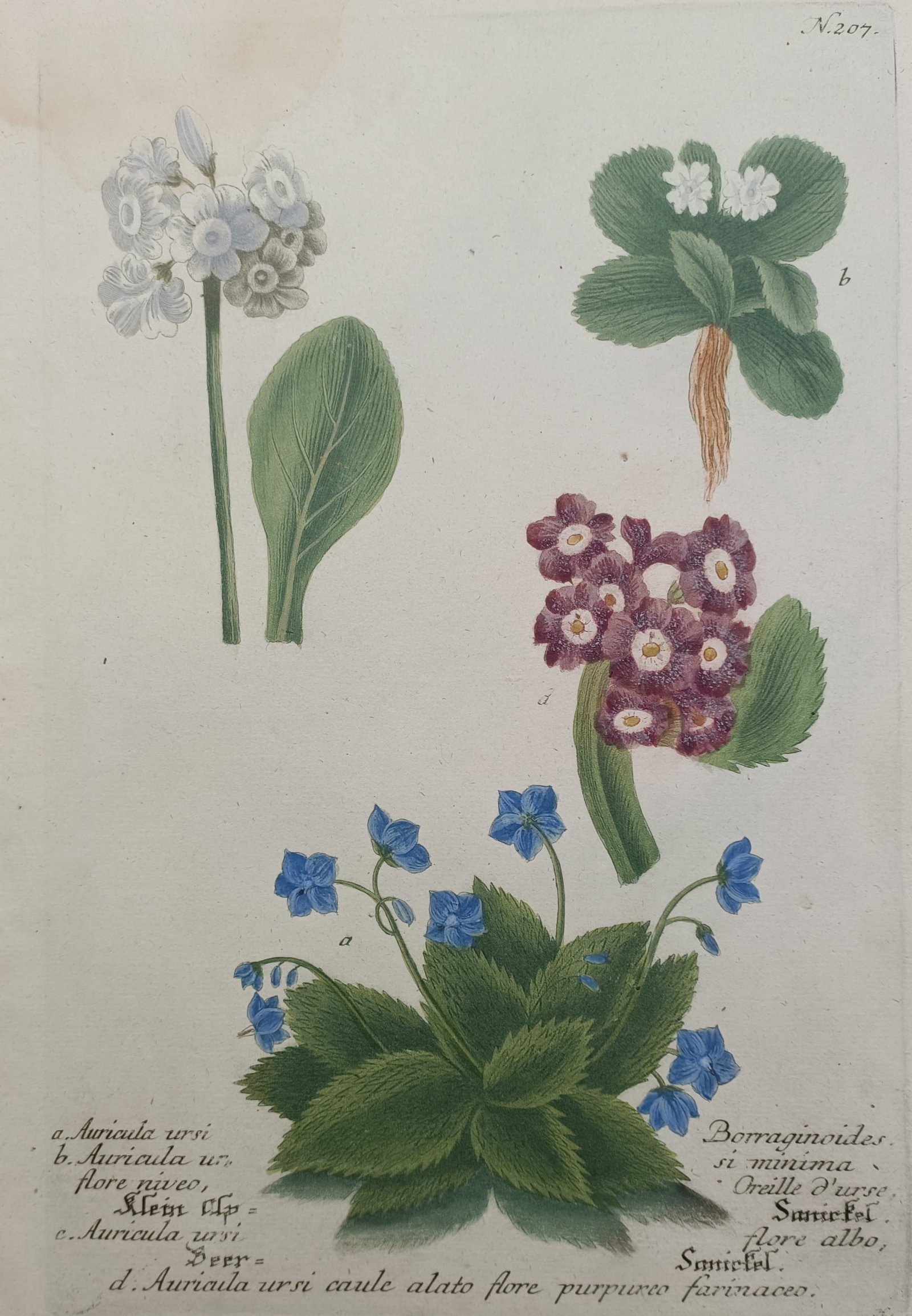 Johann Wilhelm Weinmann – Varieties of Bear's Ear Primula and Pyrenean Violet – Mezzotint (1 of 2)