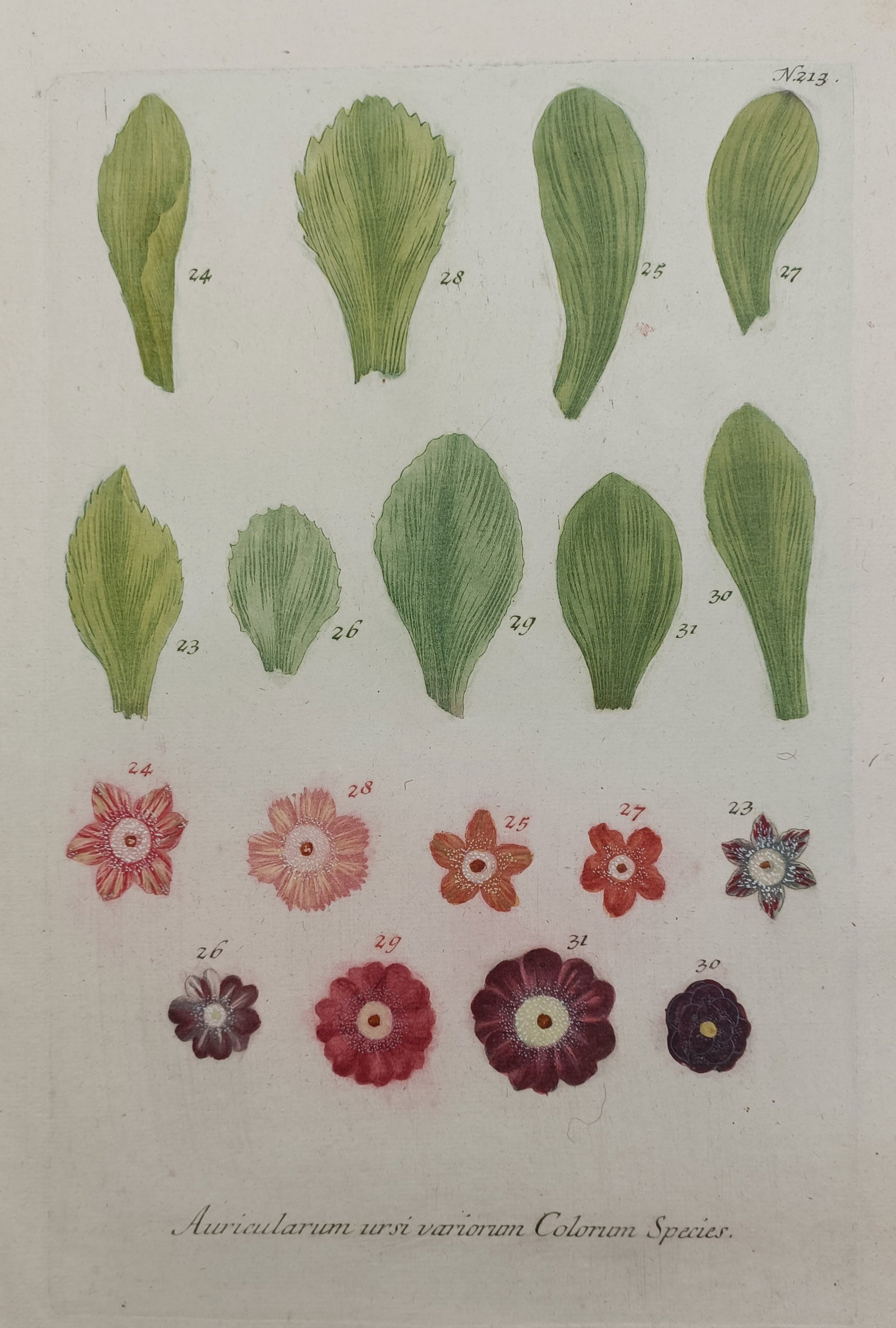 Johann Wilhelm Weinmann – Varieties of Bear's Ear Primula Foliage and Flowers – Mezzotint and: "Species of Bear's Ear Primula of Various Colors" depicts a comparative botanical study documenting the diverse leaf shapes, margins, and variegated blossom patterns of auricula cultivars. The composi