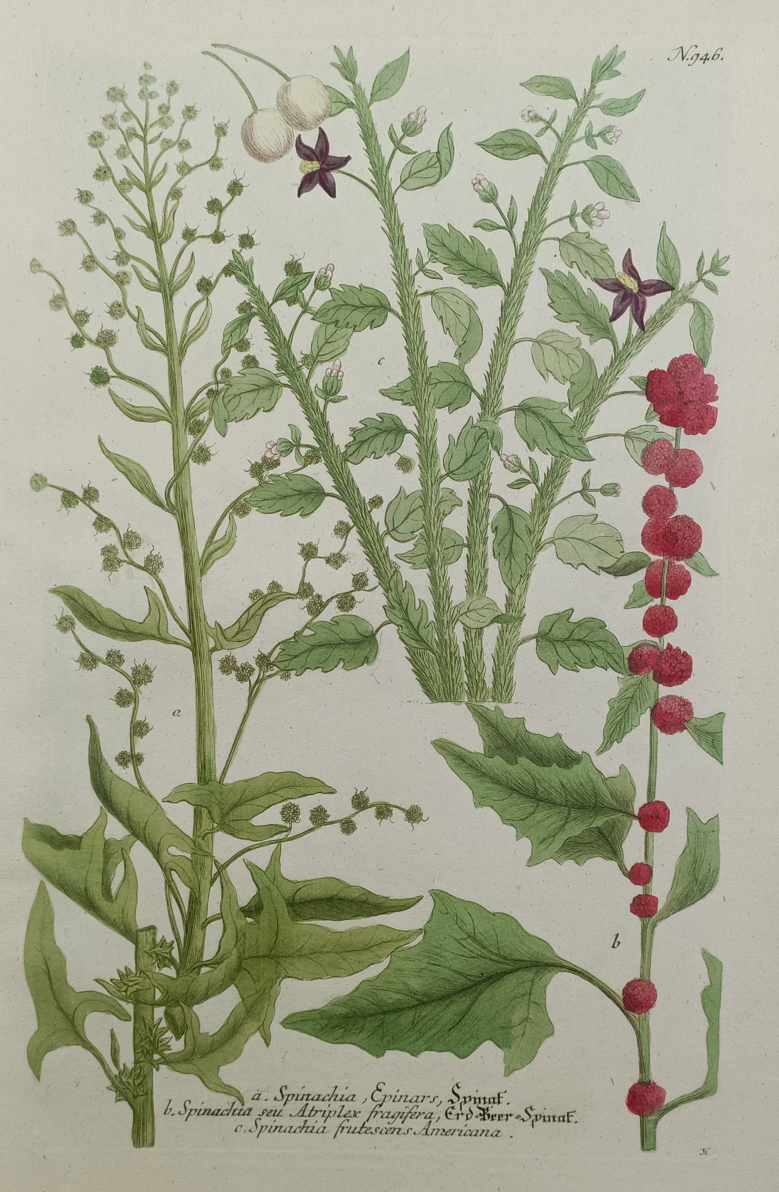 Johann Wilhelm Weinmann – Varieties of Spinach and Strawberry Blite – Mezzotint and Engraving (1 of 2)