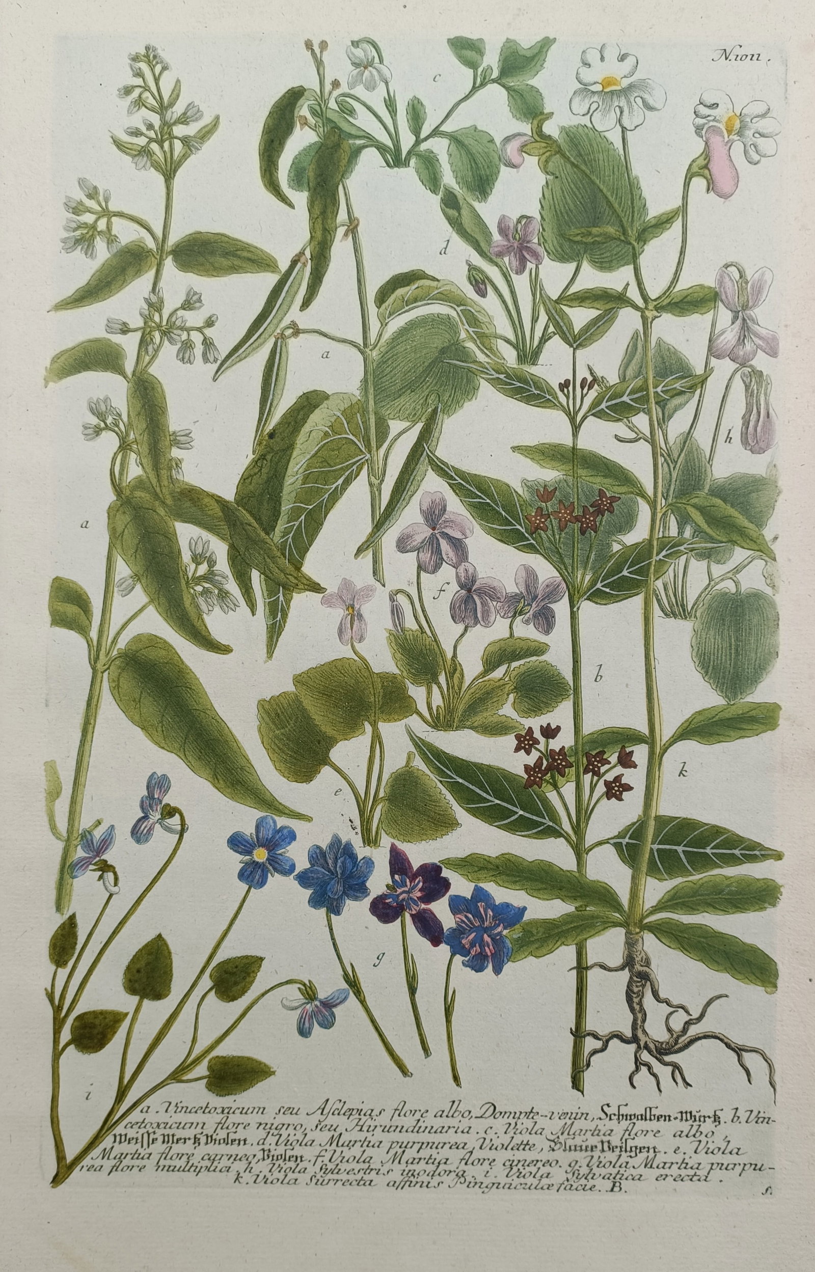 Johann Wilhelm Weinmann – Swallow-Wort and Varieties of Violets – Mezzotint and Engraving (1 of 2)