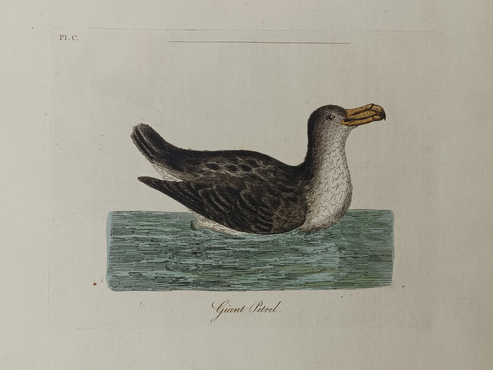 John Latham – Giant Petrel – Engraving (1781–1785): "Giant Petrel" depicts a detailed ornithological study of a pelagic seabird resting buoyant upon the surface of open water. The natural history composition illustrates the distinctive heavy hooked bil