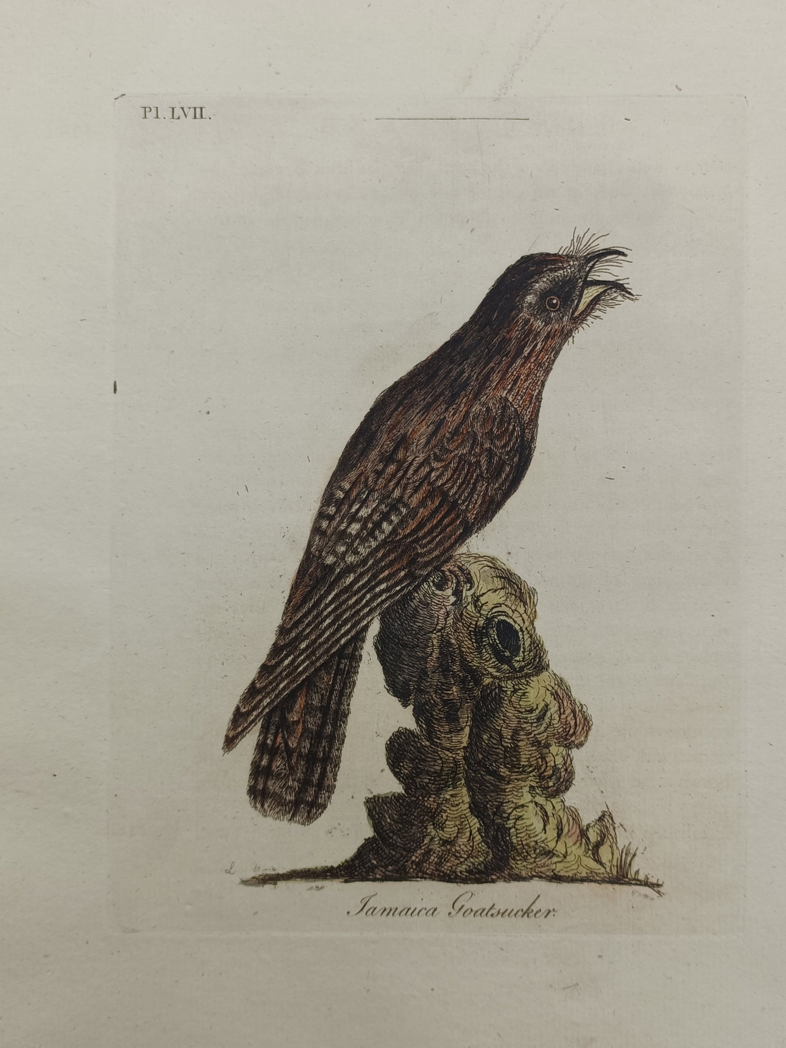 John Latham – Jamaica Goatsucker – Engraving (1781–1785): "Jamaica Goatsucker" depicts a detailed ornithological study of a nightjar perched upright upon a mossy tree stump with its beak open. The natural history composition illustrates the bird's mottled pl