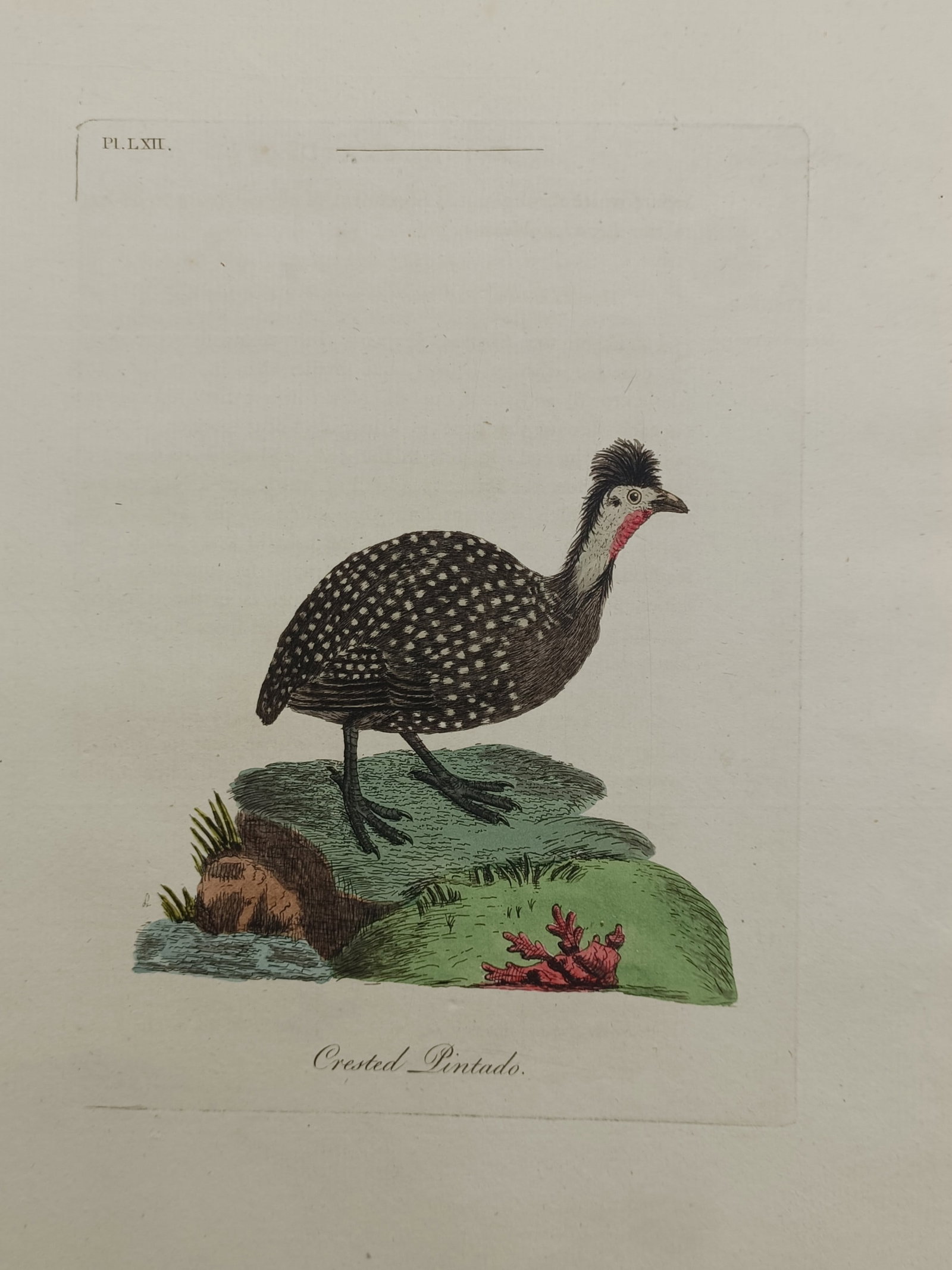 John Latham – Jamaica Goatsucker – Engraving (1781–1785): "Jamaica Goatsucker" depicts a detailed ornithological study of a nightjar perched upright upon a mossy tree stump with its beak open. The natural history composition illustrates the bird's mottled pl