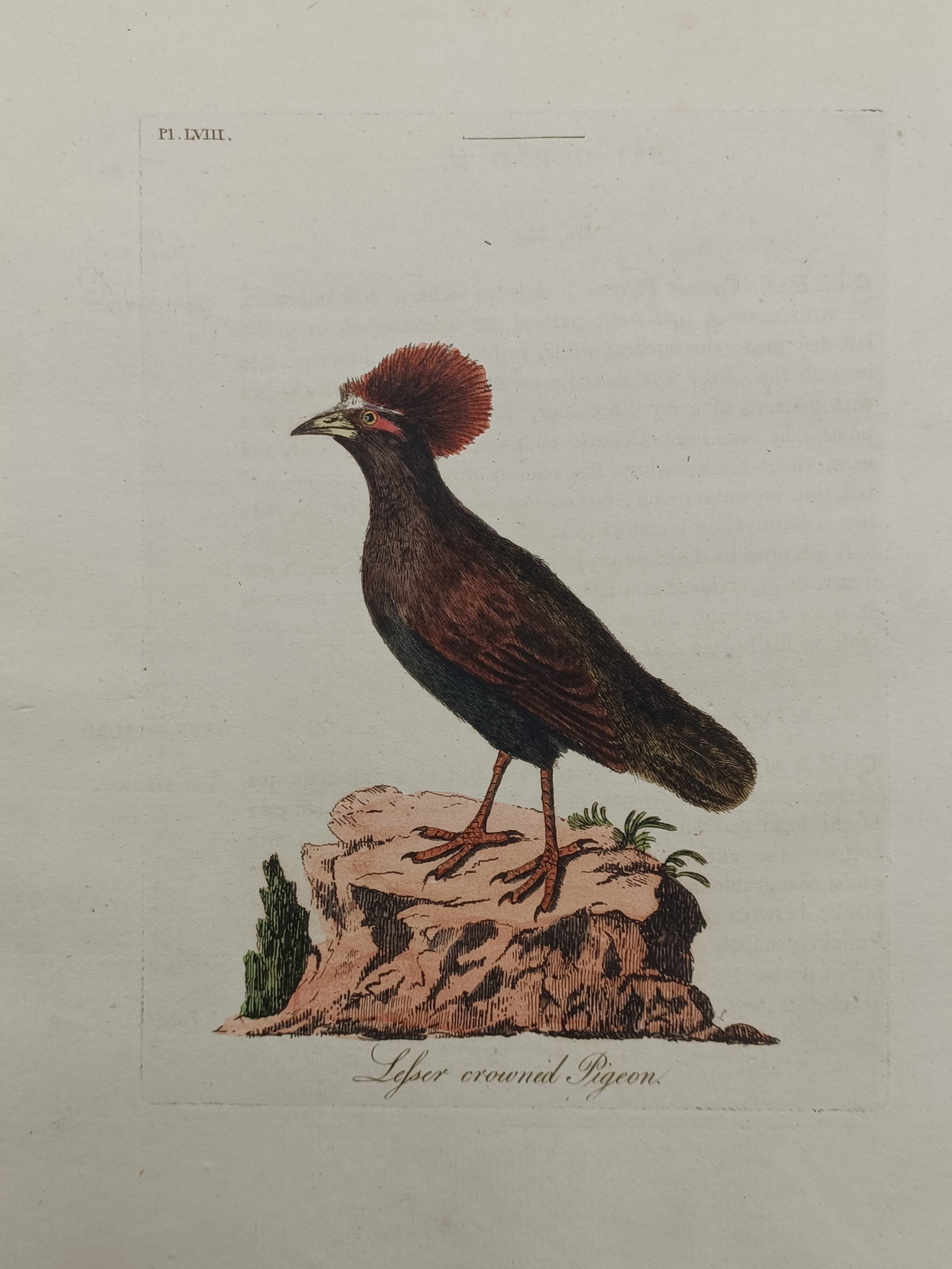 John Latham – Lesser Crowned Pigeon – Engraving (1781–1785): "Lesser Crowned Pigeon" depicts a detailed ornithological study of a crested bird perched in profile atop a rocky outcrop. The natural history composition illustrates the avian specimen's distinctive 