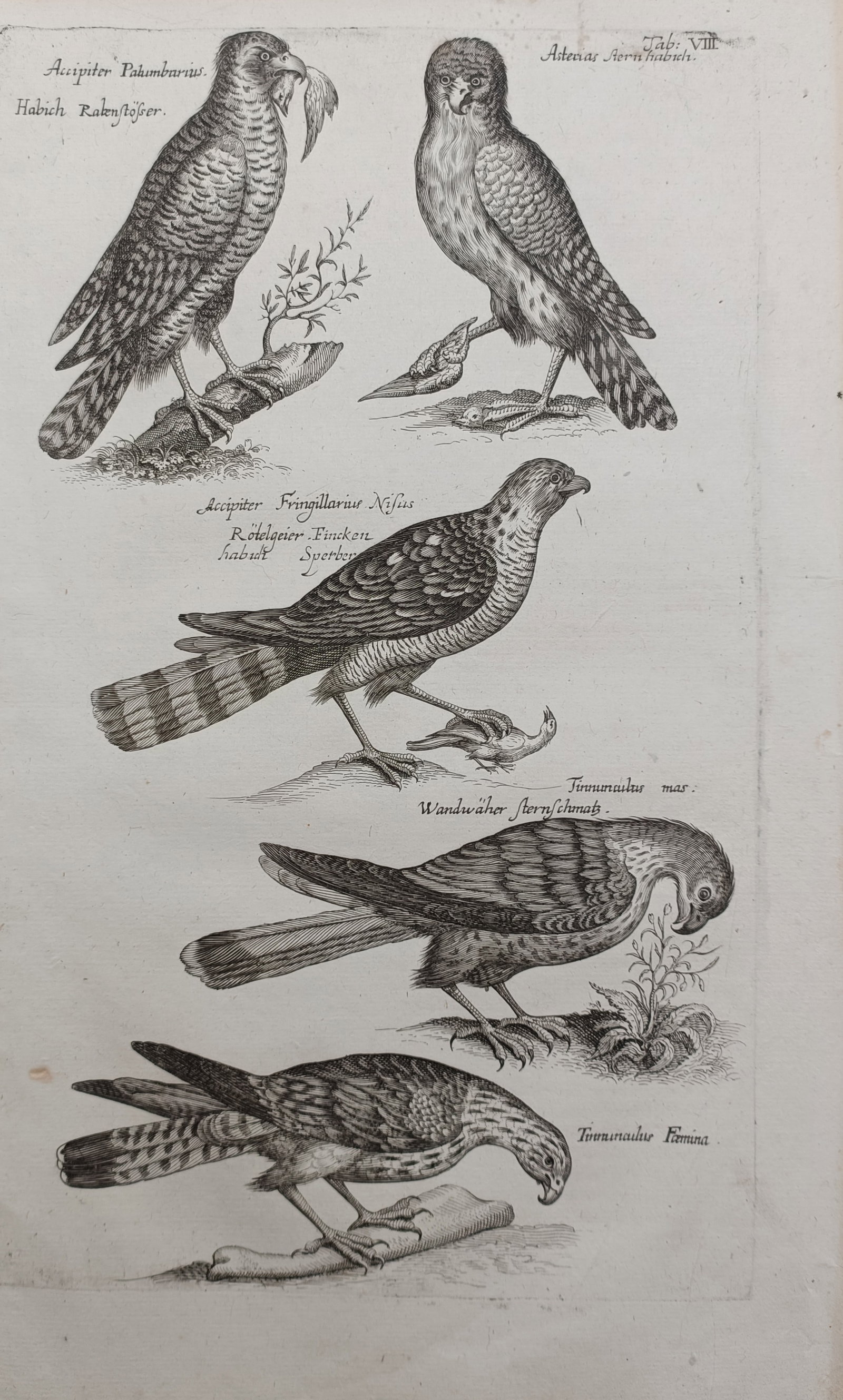 Jan Jonston – Birds of Prey Varieties – Engraving (17th Century): "Birds of Prey Varieties" depicts a detailed ornithological study featuring several predatory raptor species, including hawks and kestrels shown perching and hunting. The composition illustrates the d