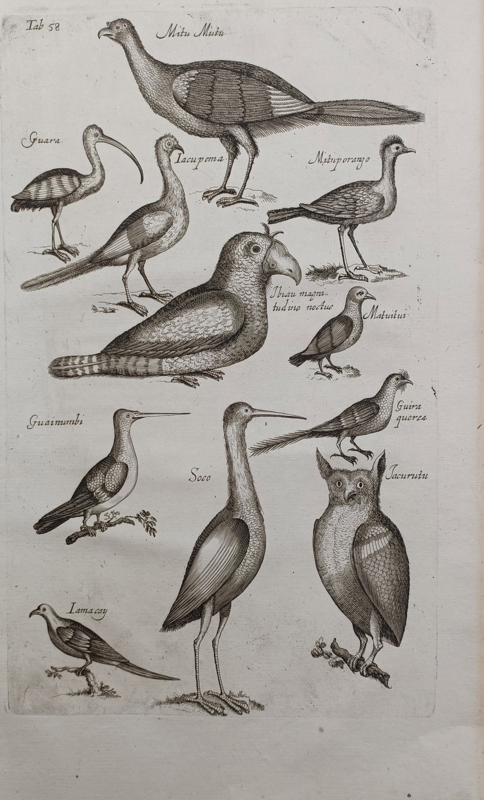 Jan Jonston – South American Bird Varieties – Engraving (17th Century): "South American Bird Varieties" depicts a broad ornithological study featuring diverse avian species including an ibis, owl, wading birds, and gamebirds. The composition documents the distinct physica