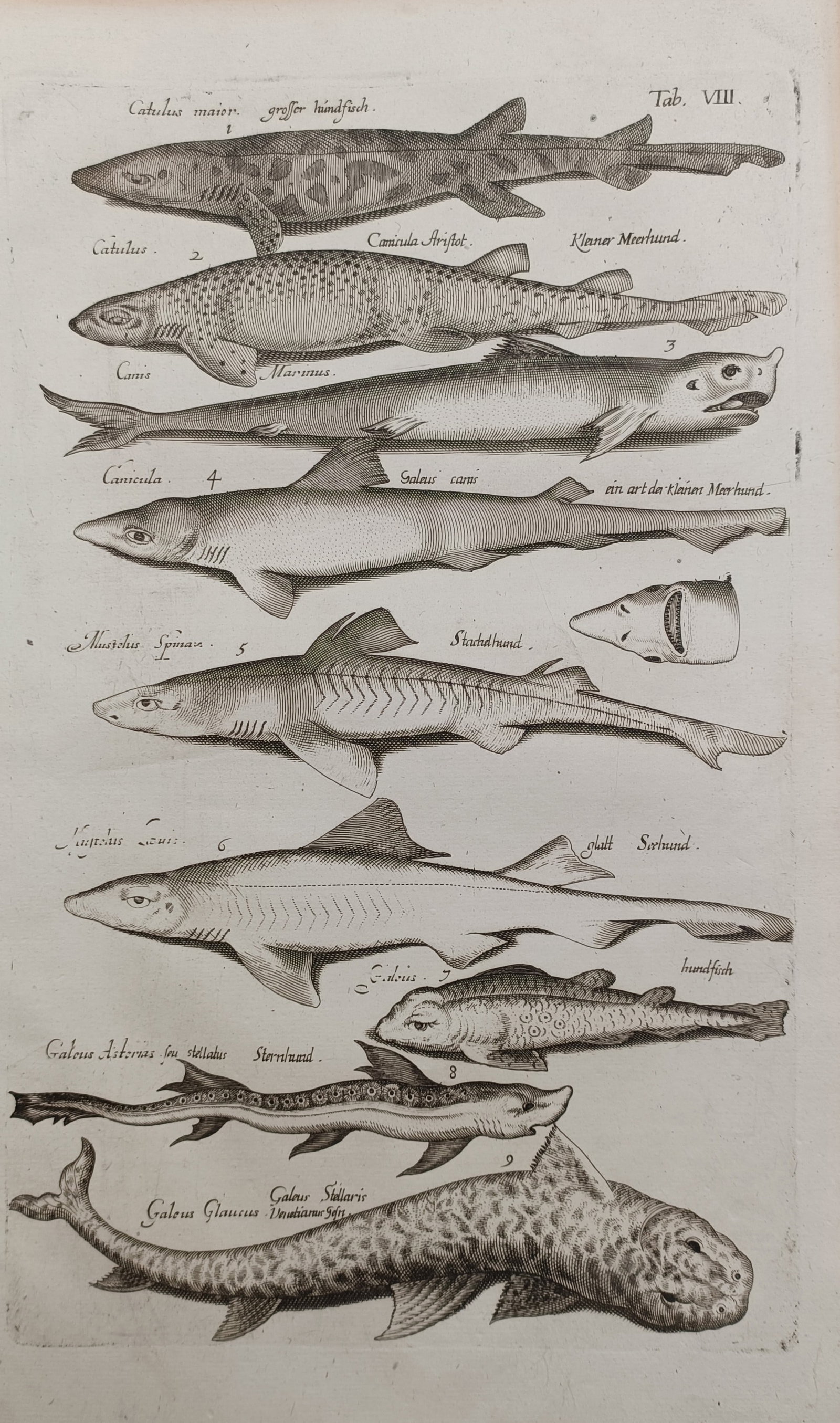 Jan Jonston – Shark and Dogfish Varieties – Engraving (17th Century) (1 of 2)