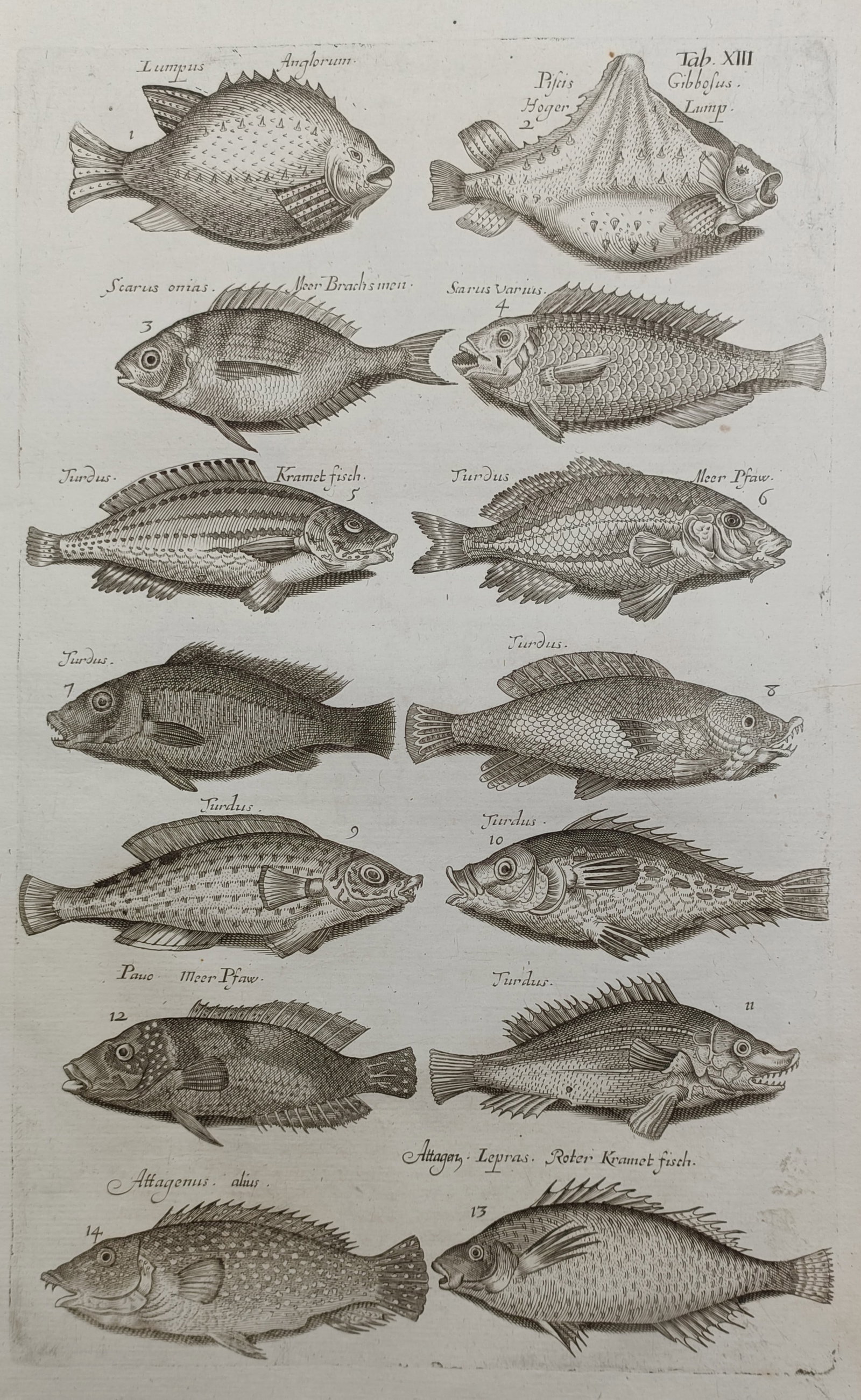 Jan Jonston – Lumpsucker, Wrasse, and Seabream Varieties – Engraving (17th Century): "Lumpsucker, Wrasse, and Seabream Varieties" depicts an extensive ichthyological study illustrating diverse marine fish species including lumpfish, parrotfish, and wrasses. The composition systematica
