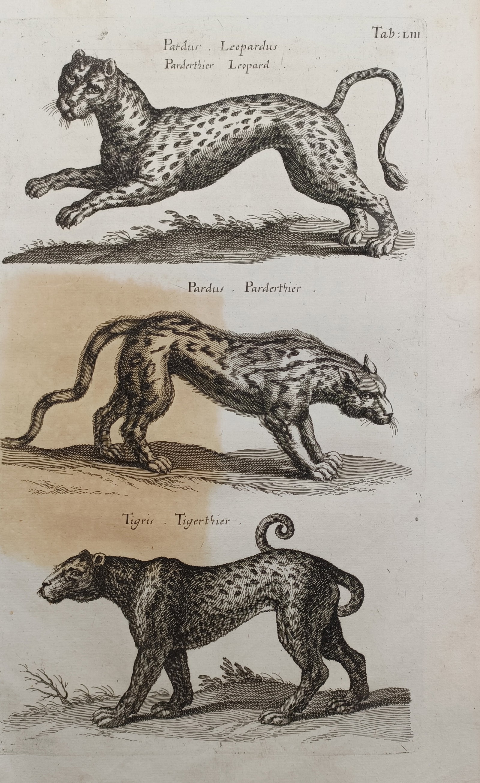 Jan Jonston – Leopard and Tiger Varieties – Engraving (17th Century): "Leopard and Tiger Varieties" depicts a detailed zoological study featuring several wild predatory felines shown in prowling and leaping stances. The composition illustrates the spotted and patterned 