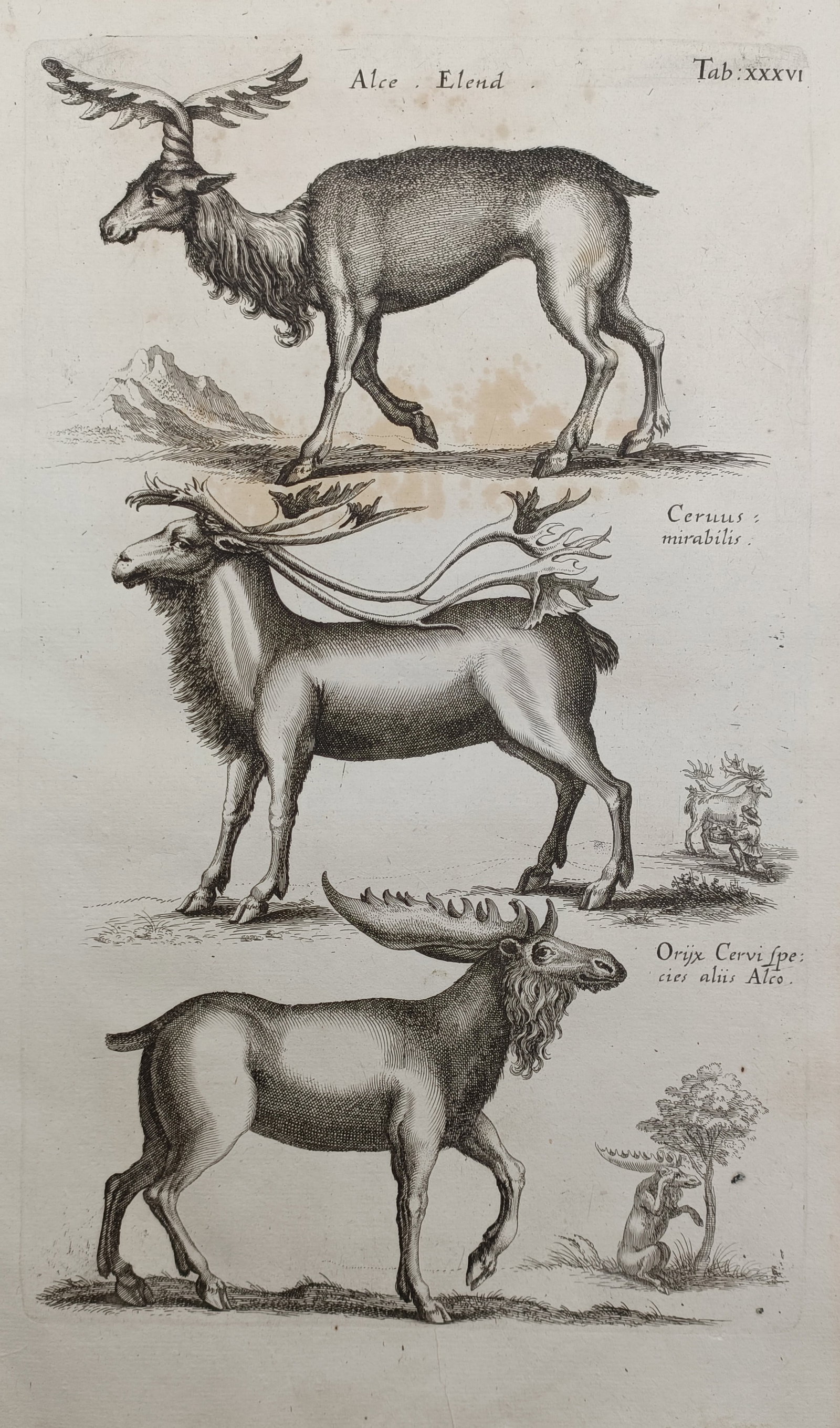 Jan Jonston – Elk and Miraculous Deer Varieties – Engraving (17th Century) (1 of 2)