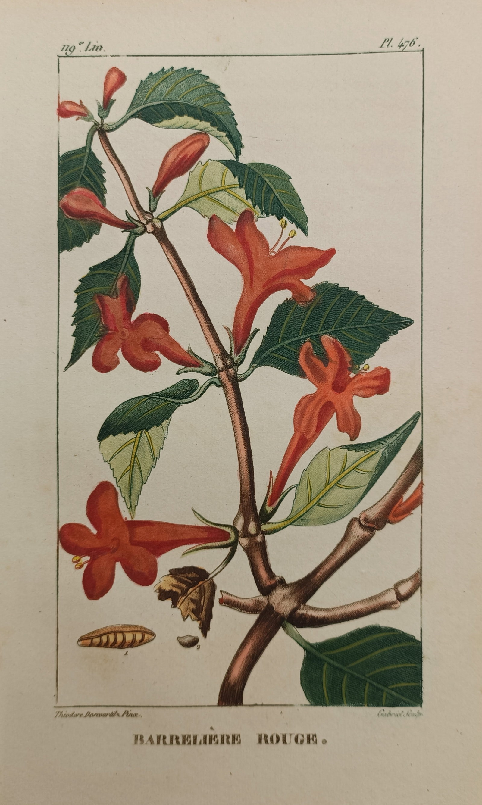 Jean-Théodore Descourtilz – Red Barleria (Barrelière Rouge) – Hand-Colored Engraving: "Red Barleria (Barrelière Rouge)" depicts a detailed botanical study of a flowering branch bearing vibrant scarlet blossoms, foliage, and seed morphology, published in Paris for the landmark botanica